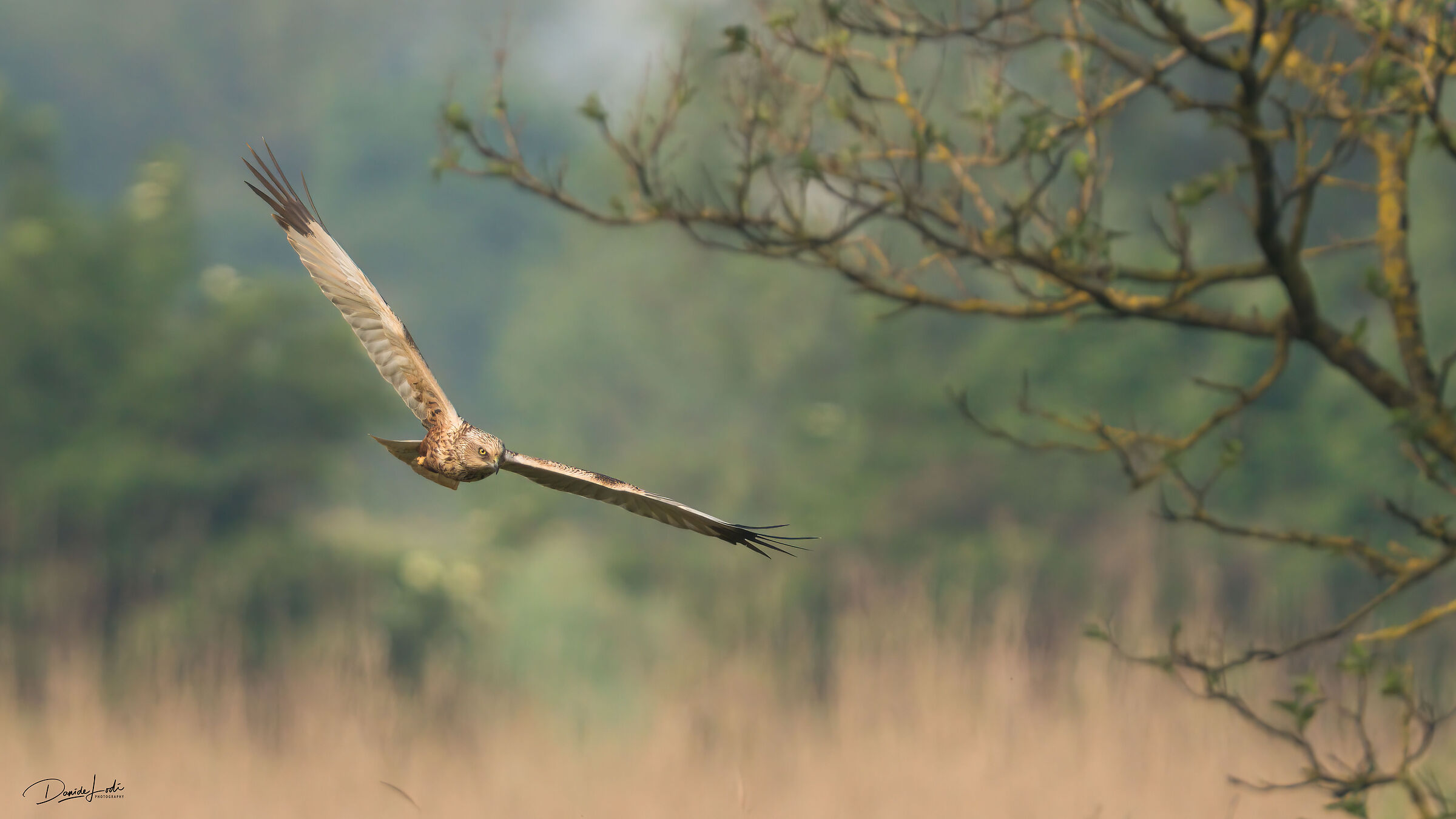 Marsh Harrier
