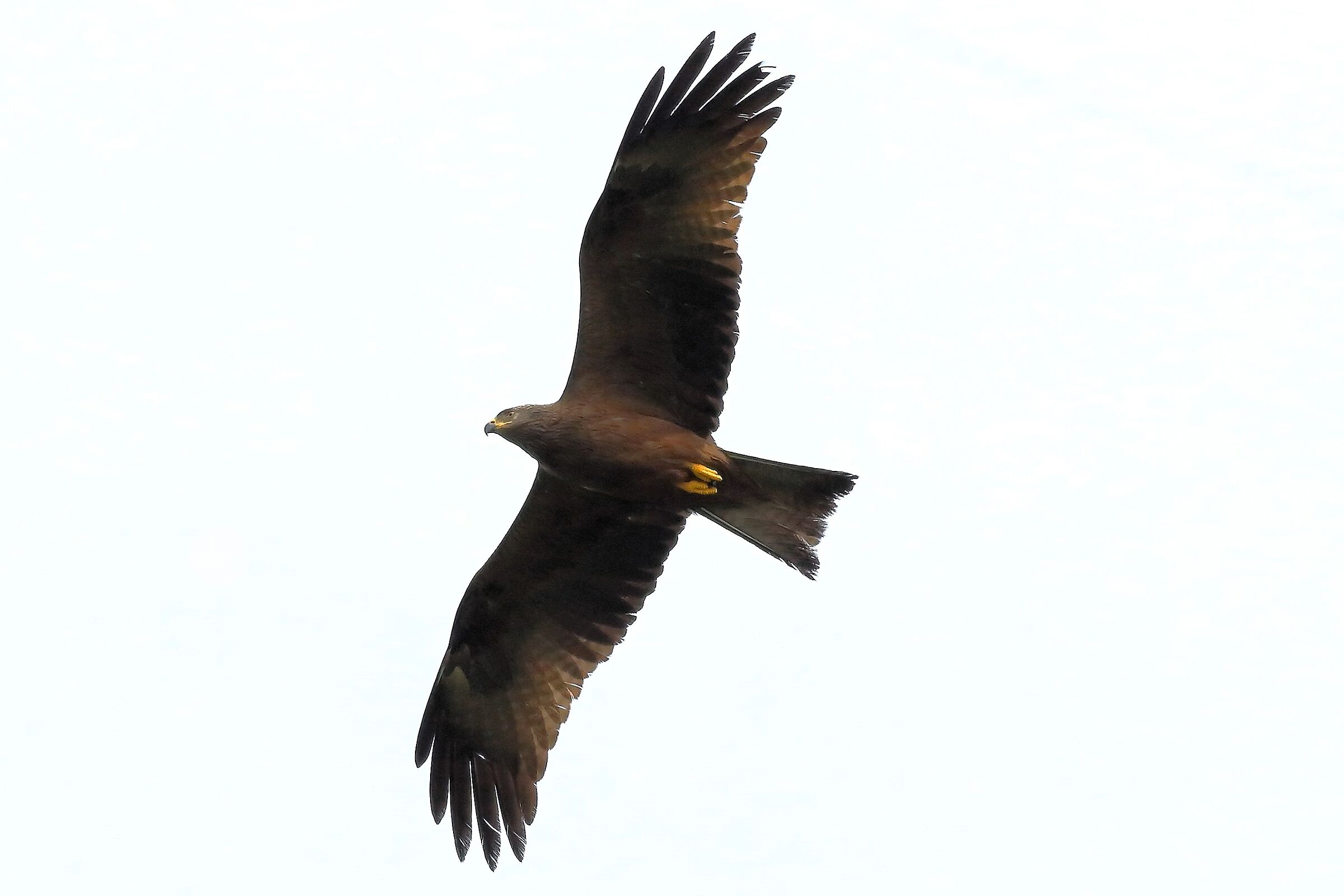 Black Kite May 2024 - 8566