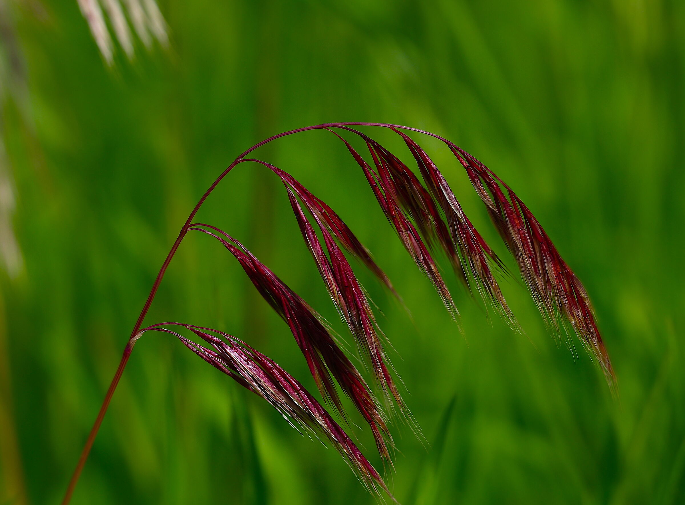 flora 3/5