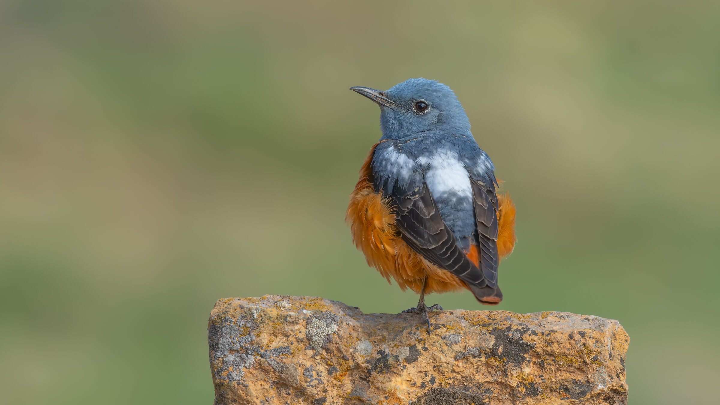 Monticola saxatilis » Common Rock Thrush