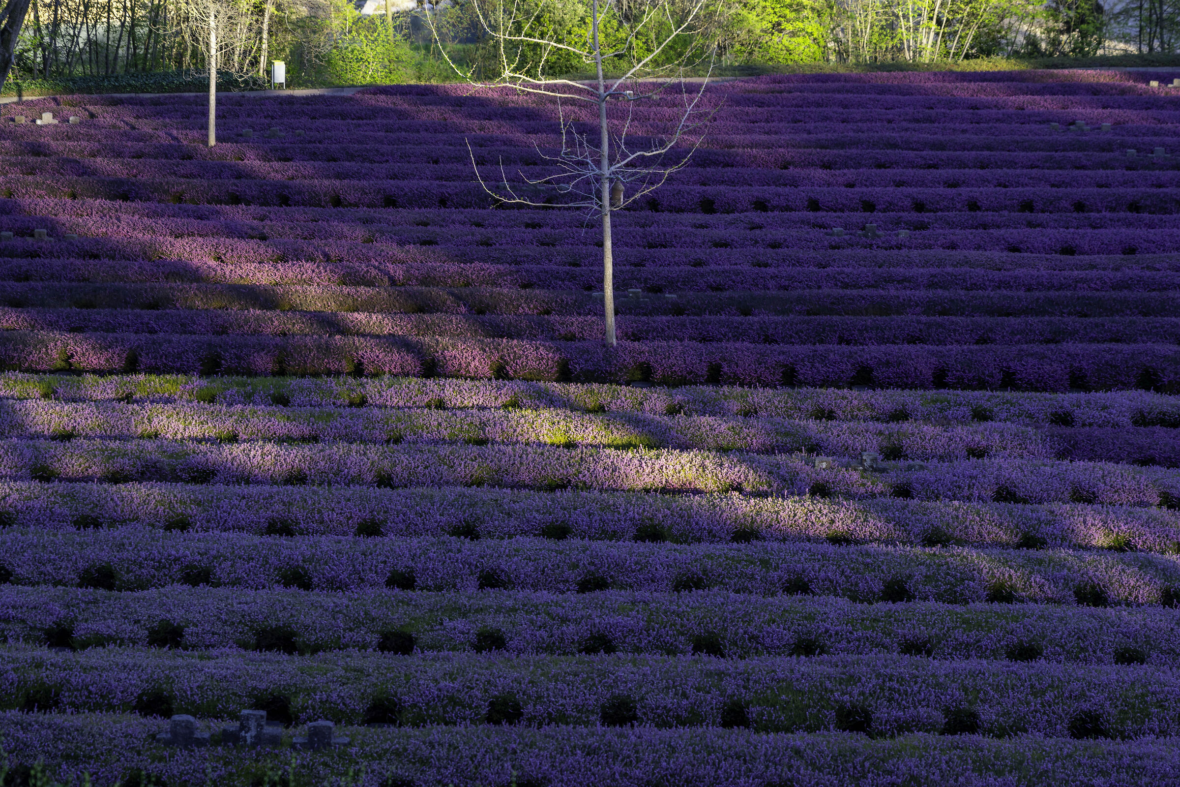 Costermano Cemetery 2