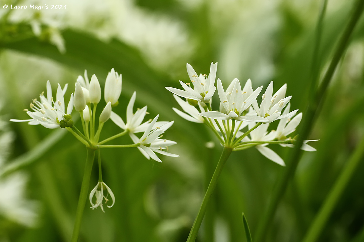Allium orsinum