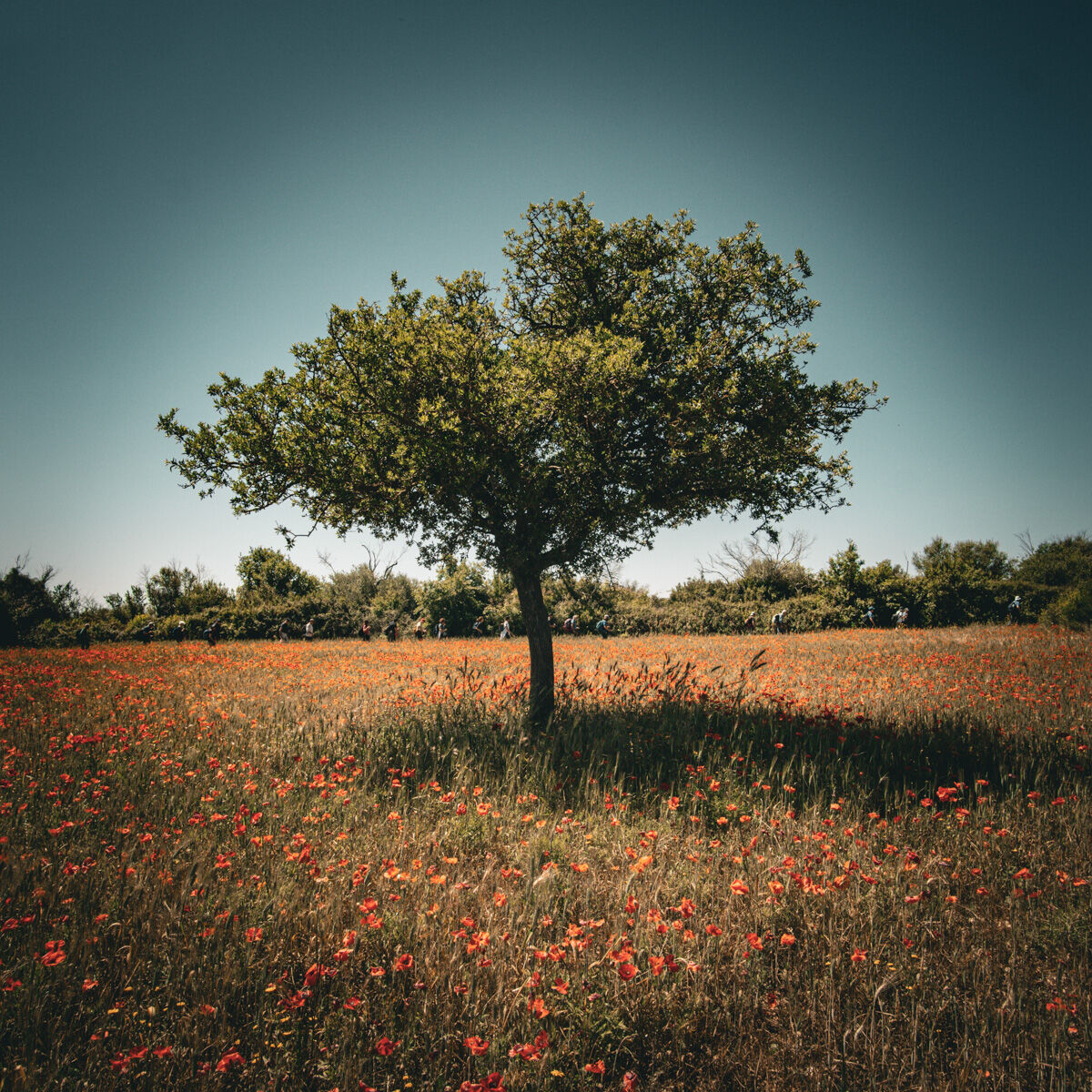spring
