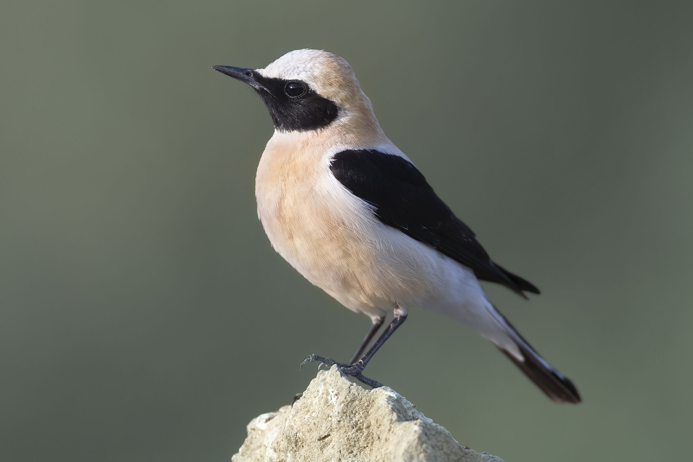 monachella occidentale