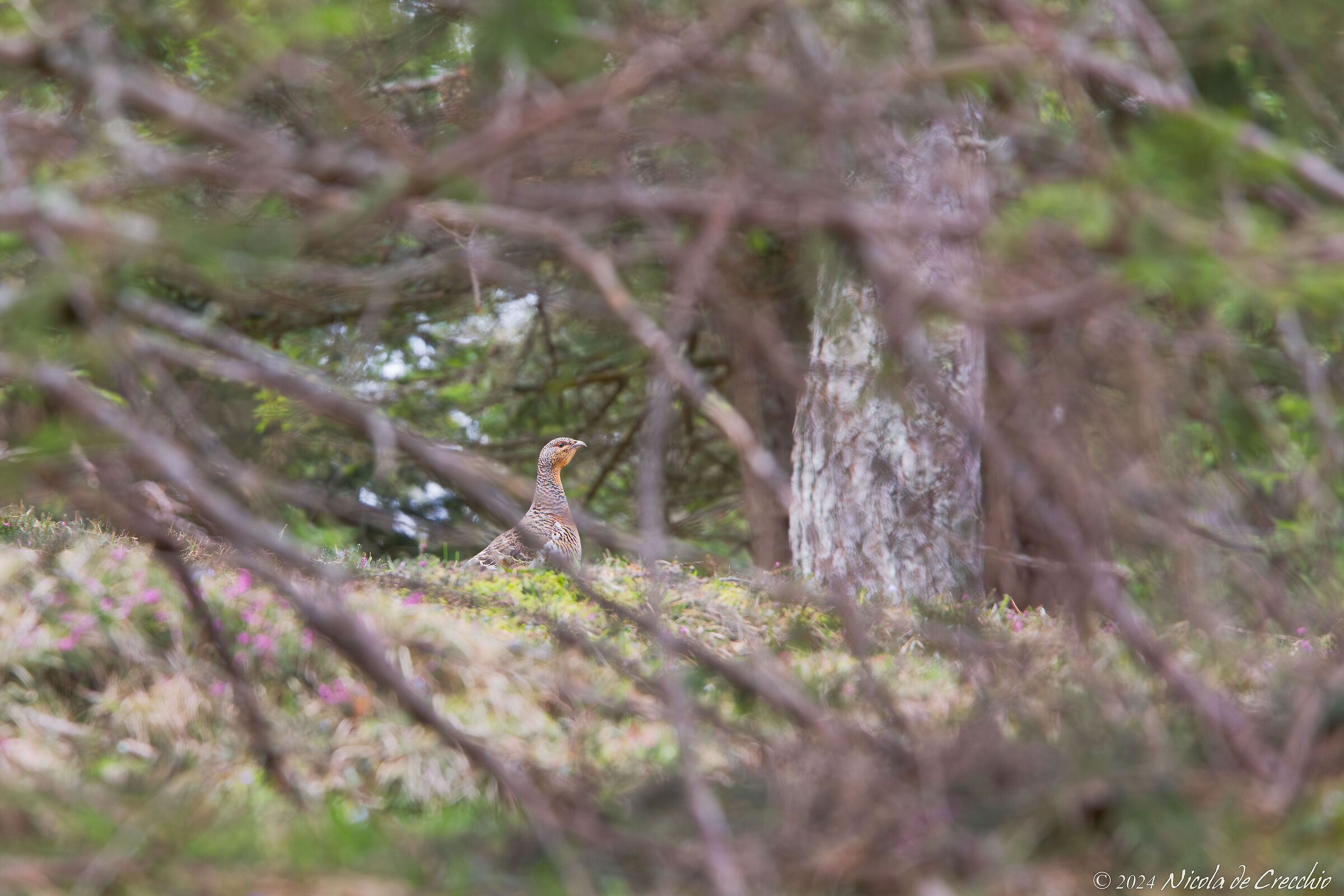 Giochiamo a nascondino?