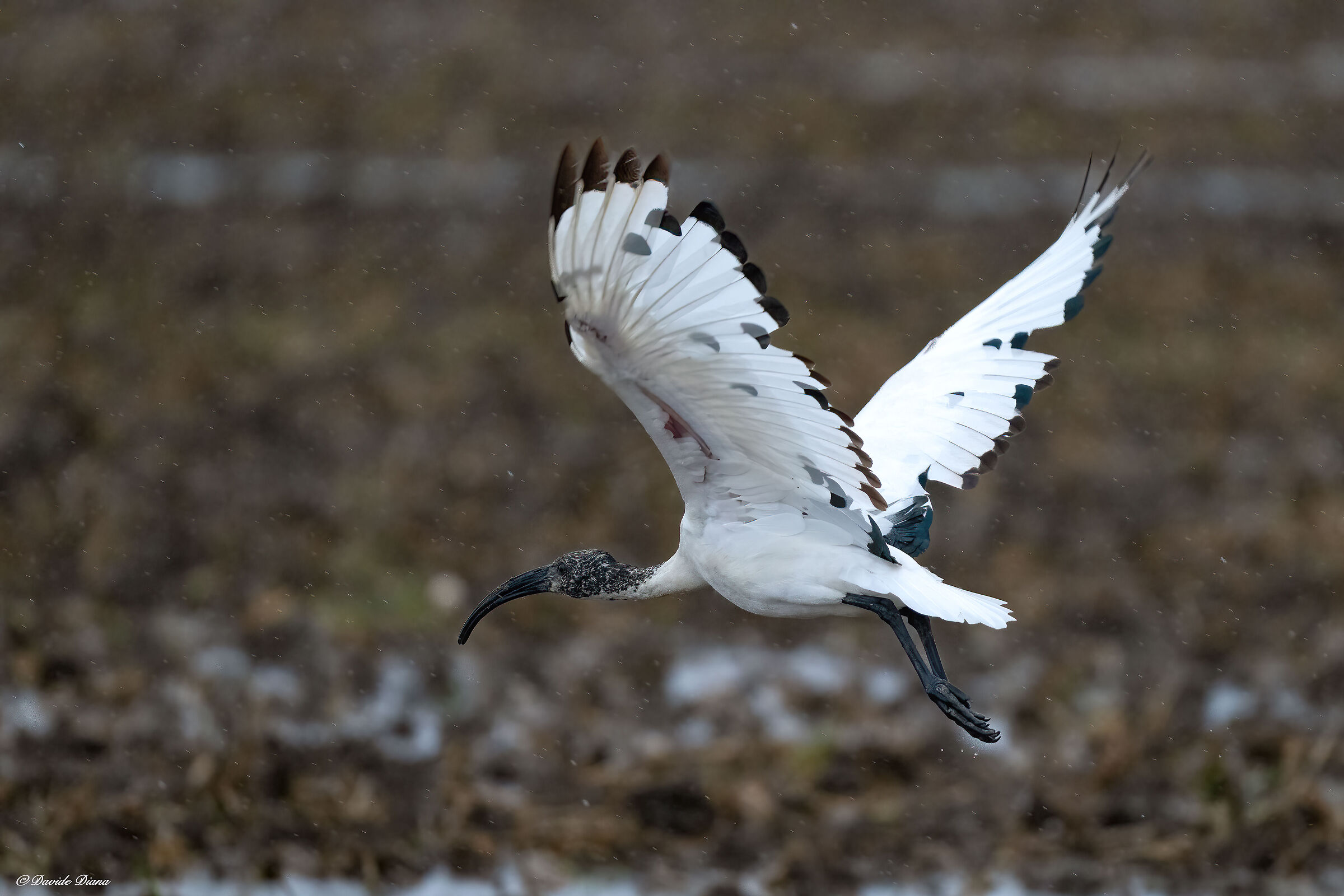 Ibis Sacro - Rice fields in Vercelli