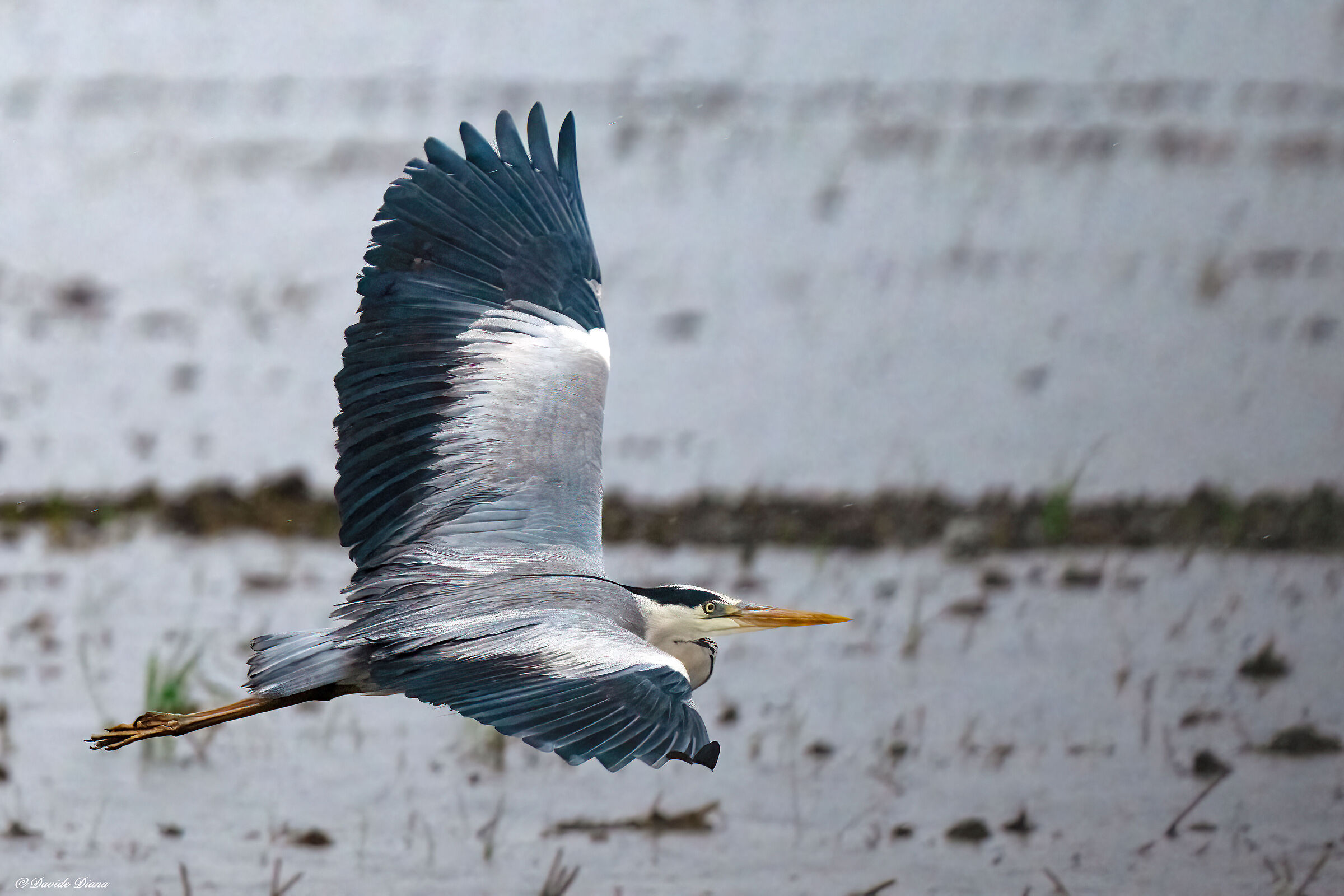Grey heron