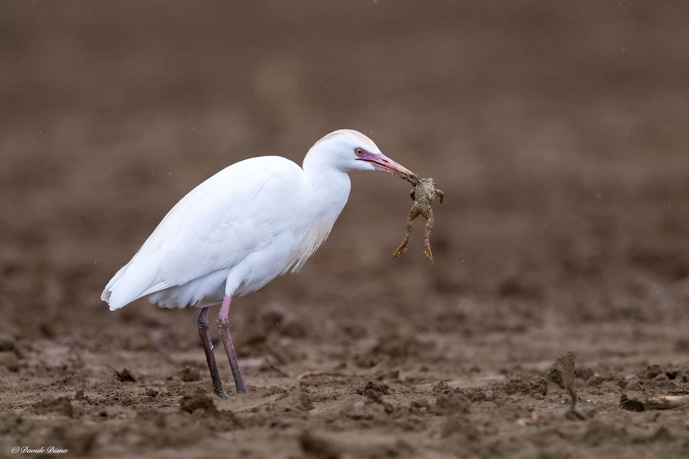 Cattle egret