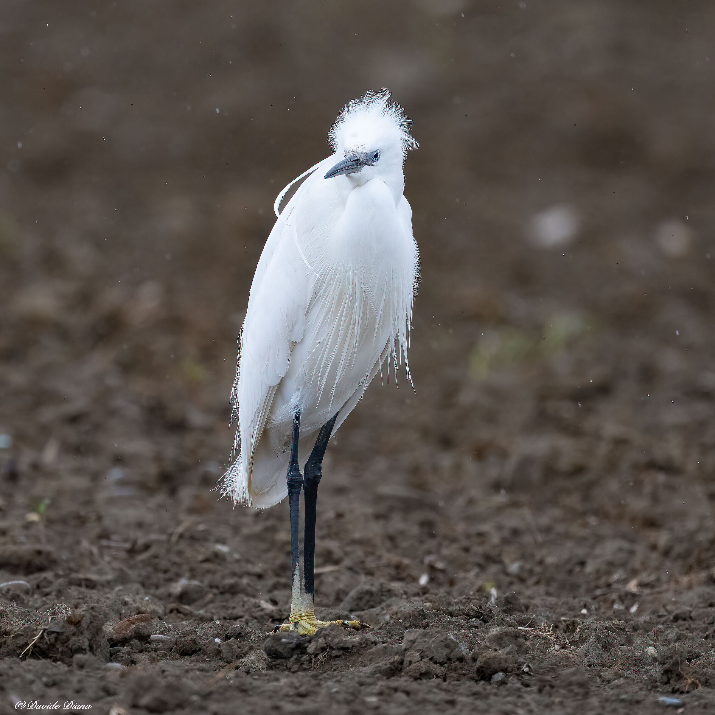 Egret