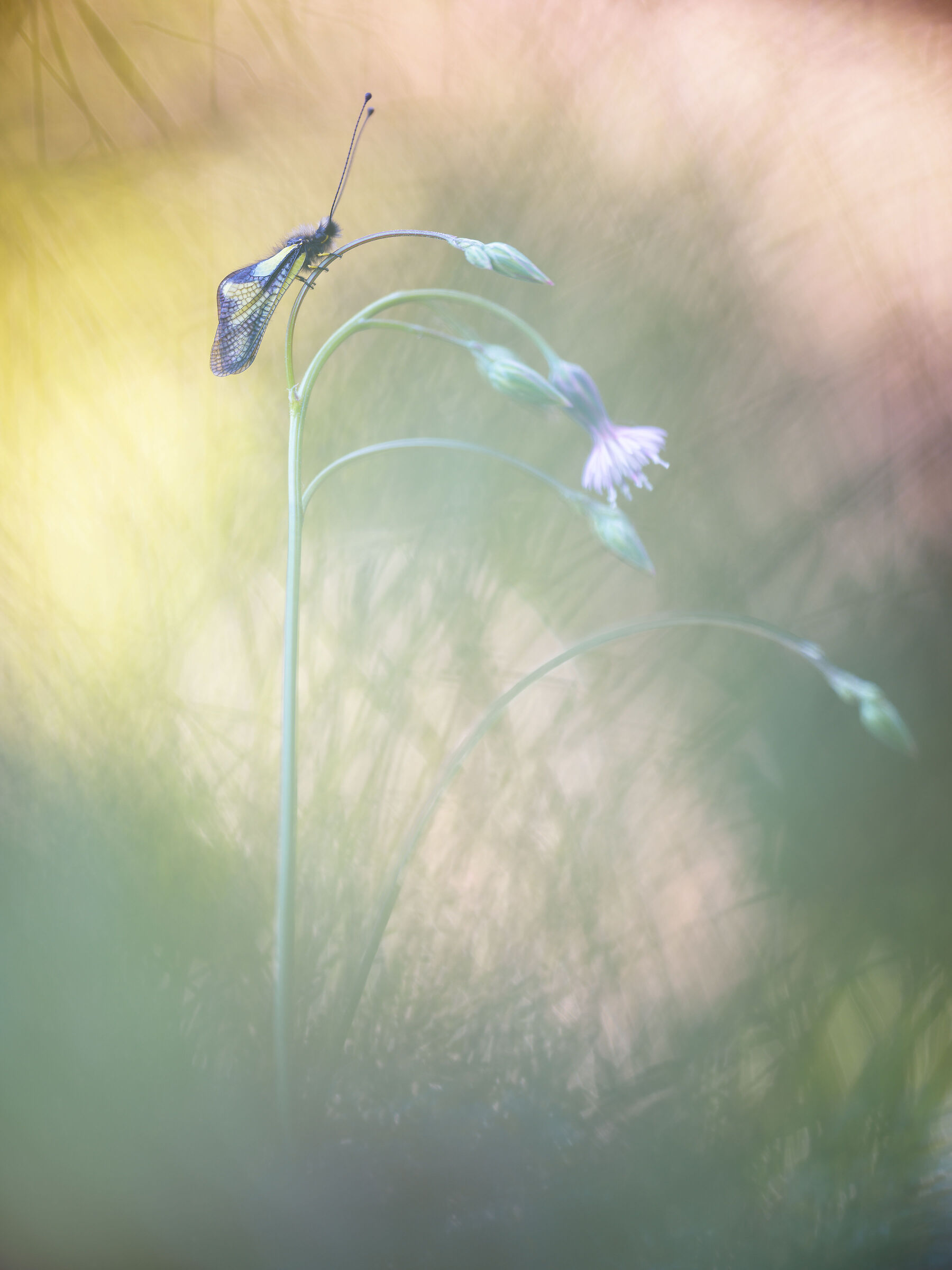 Libelloides coccajus