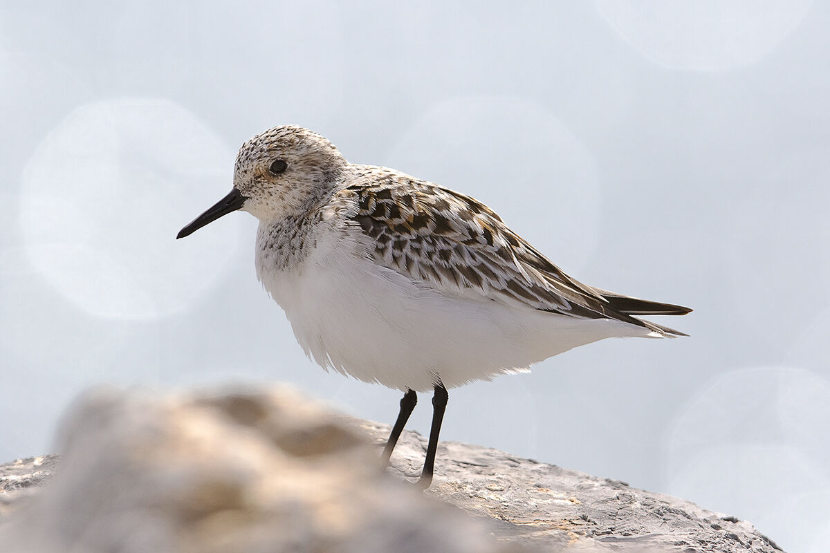 Piovanello tridattilo