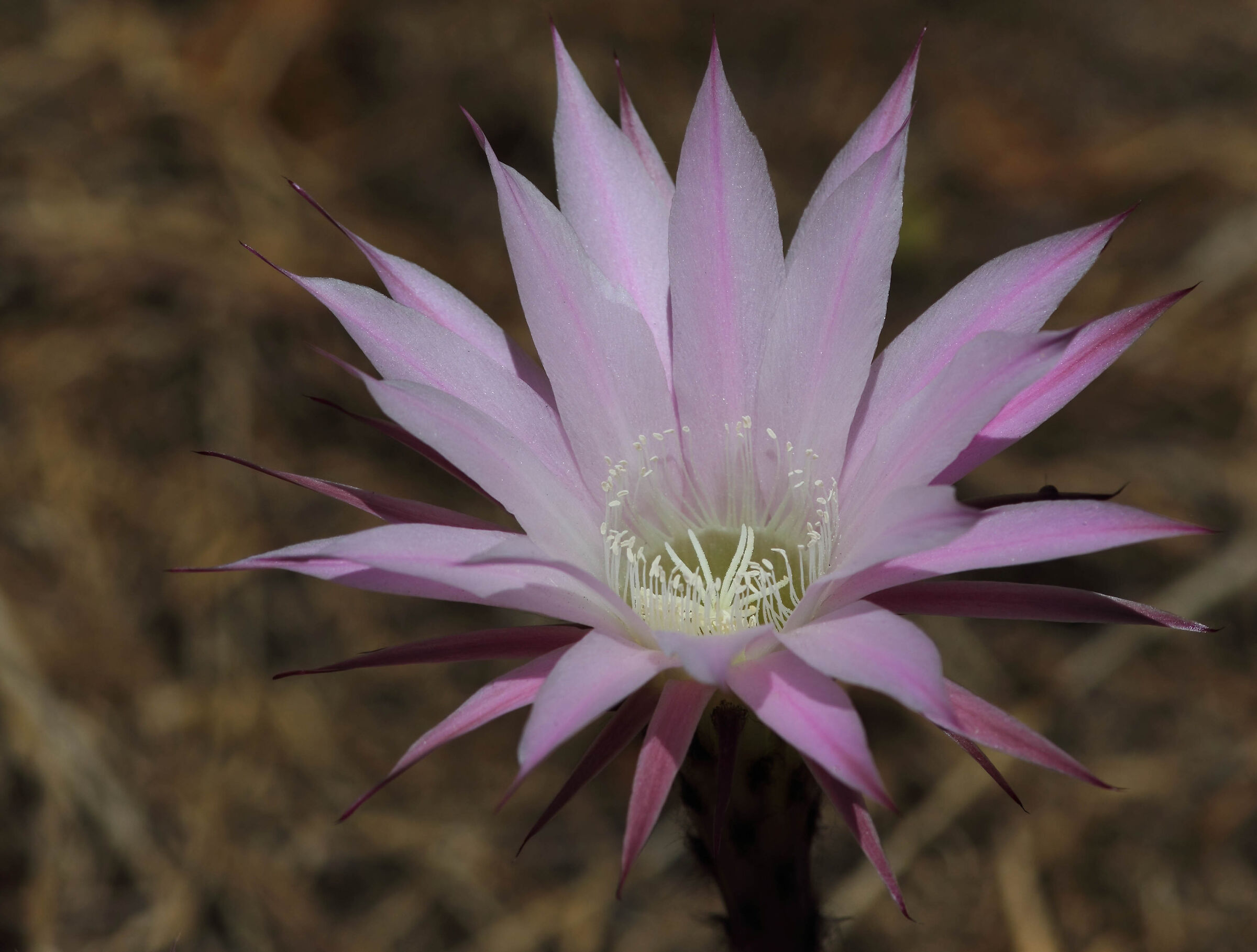 Cactus flower