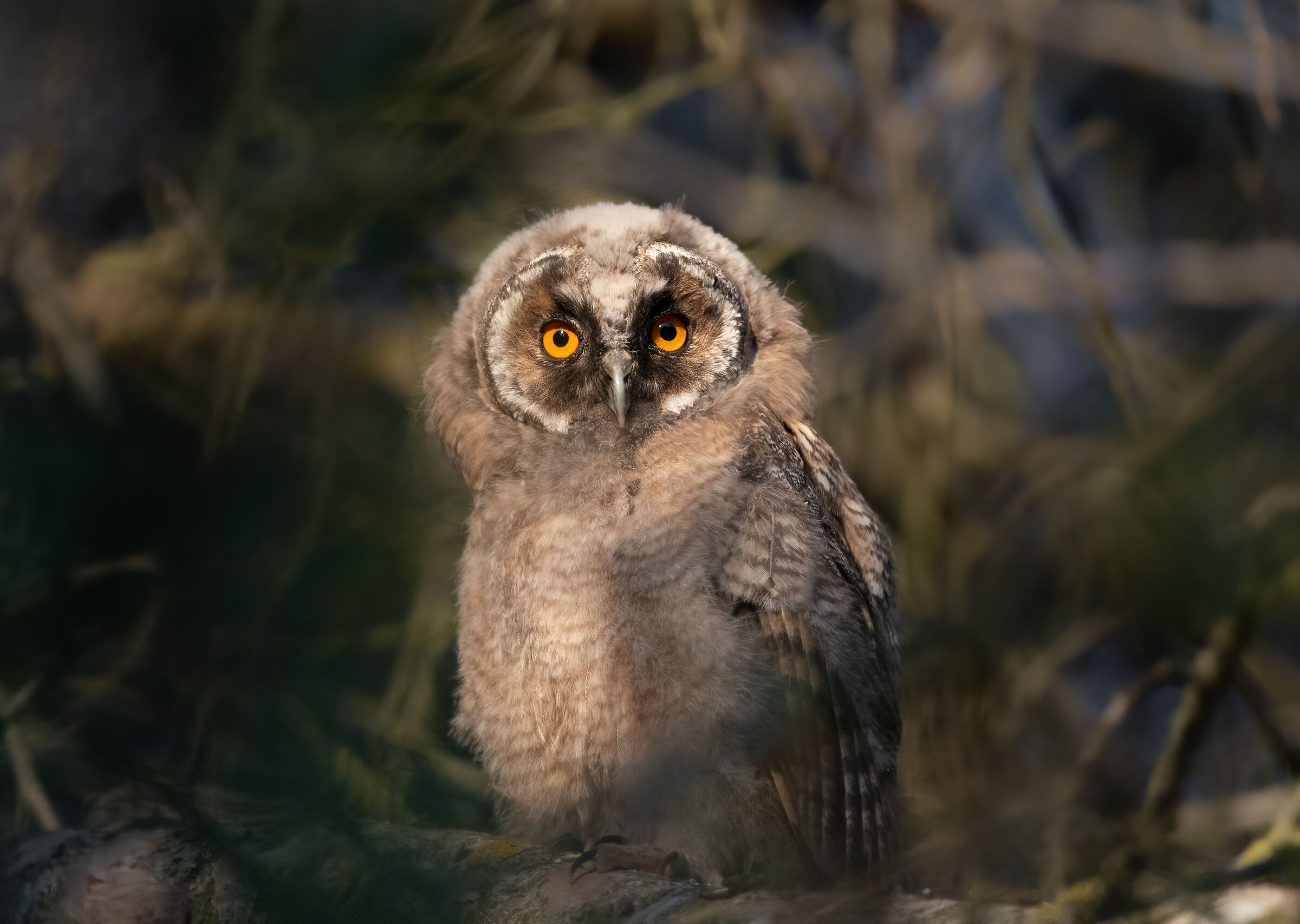 Short-eared owl (Juv.)