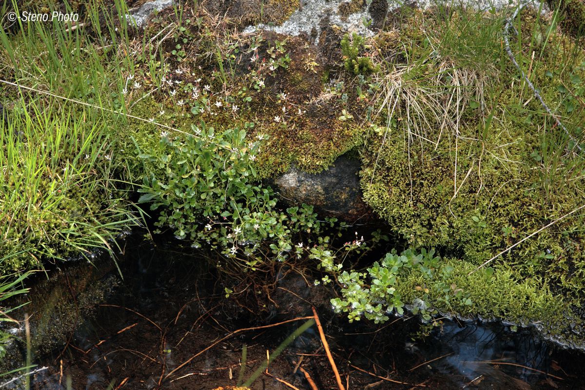 Tiny rivulets of shallowness