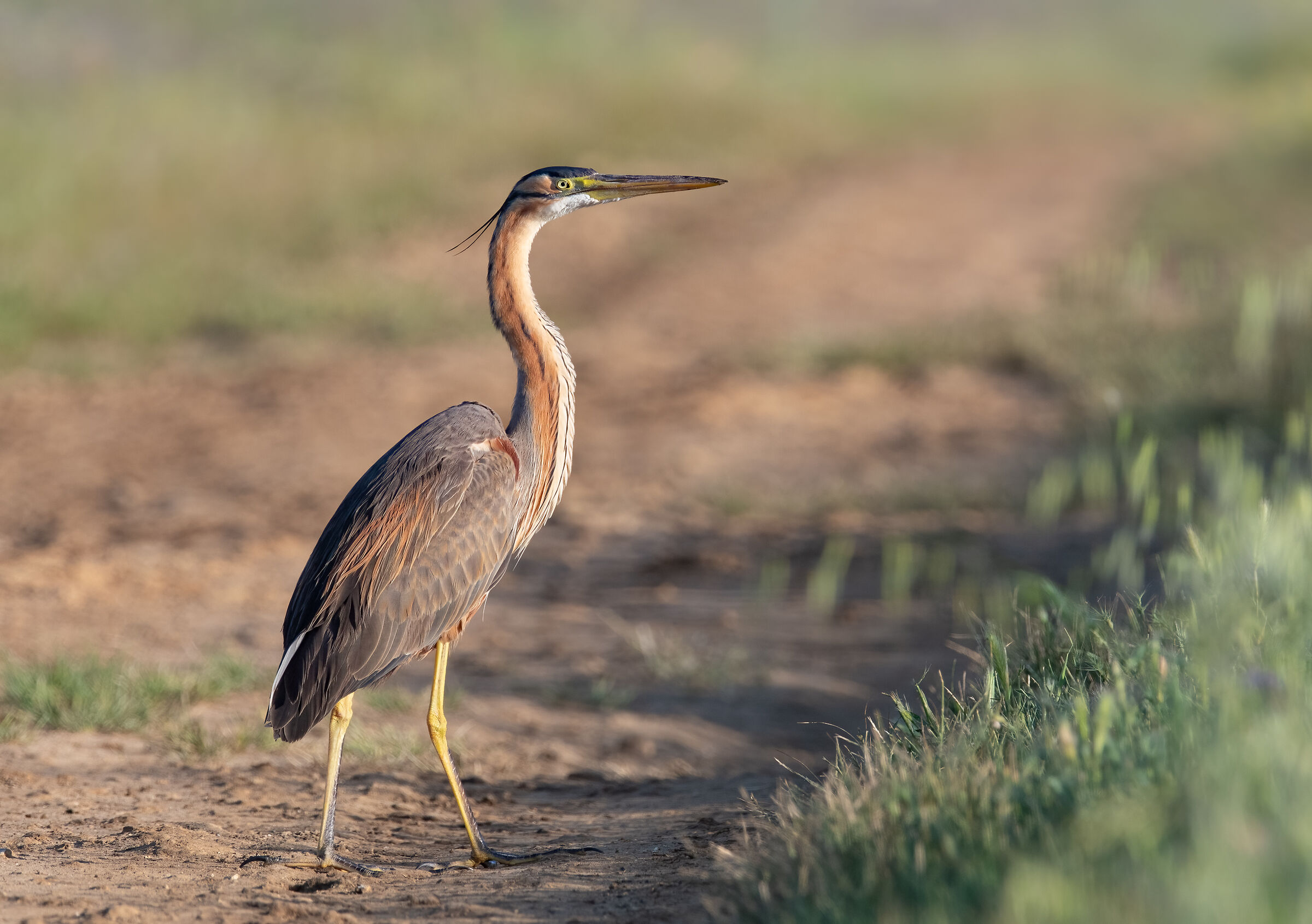 purple heron
