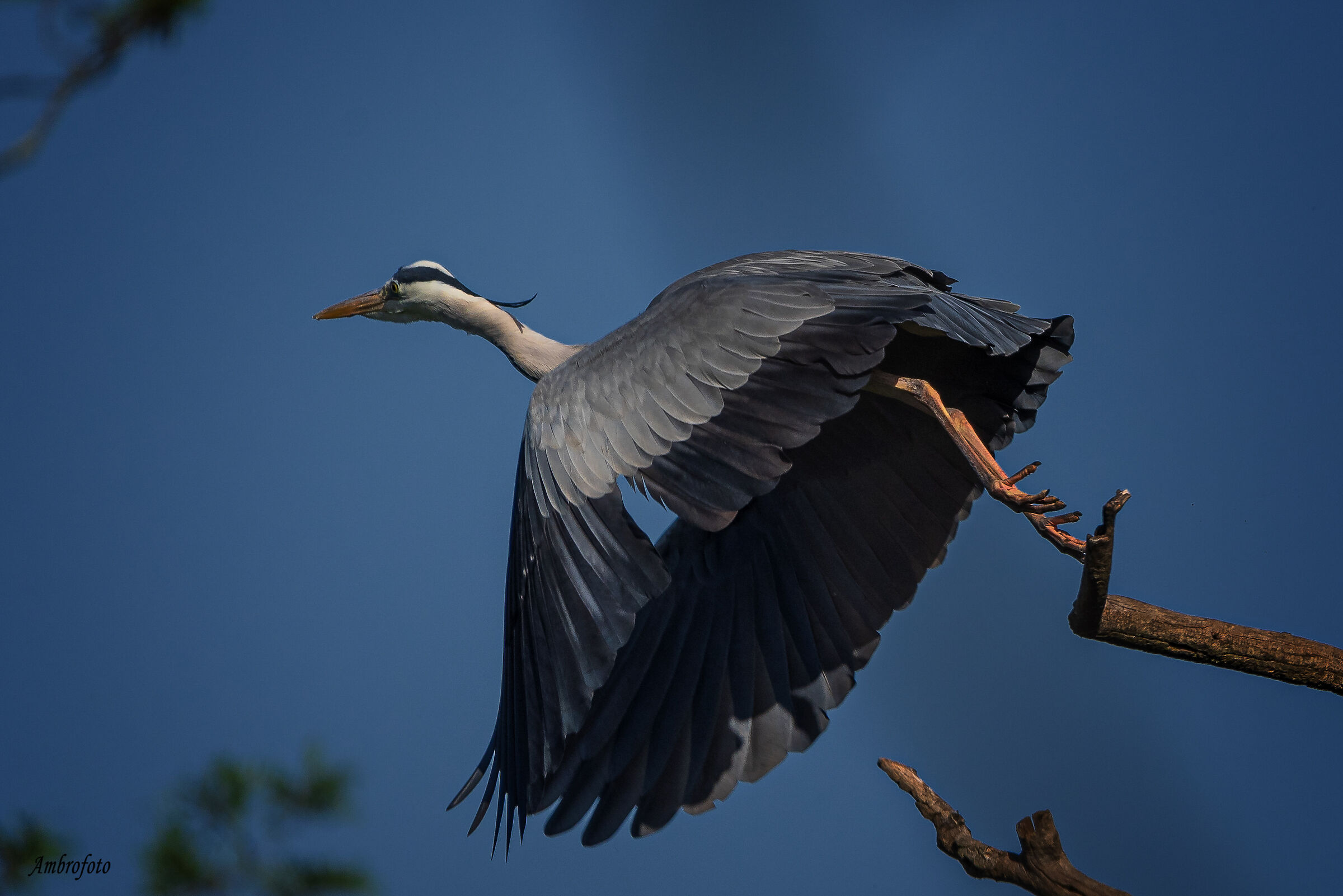 The Deadlift (Grey Heron)
