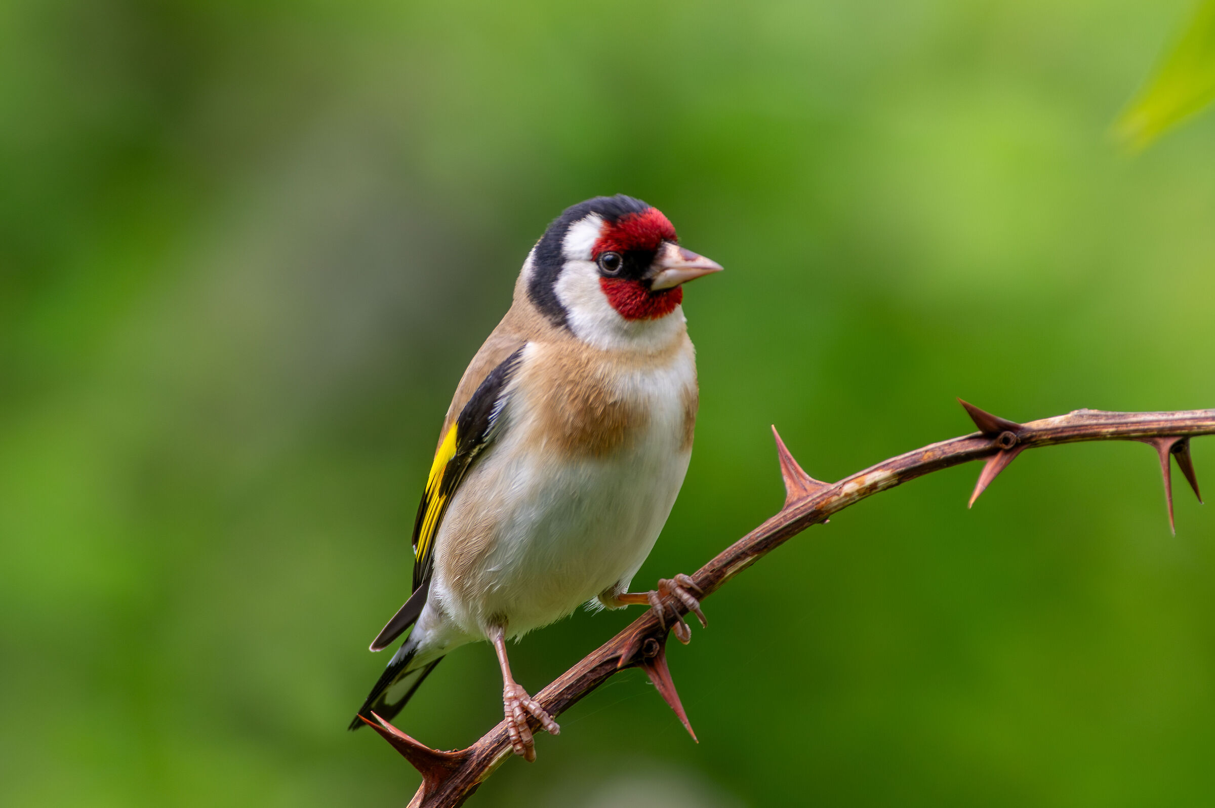 Goldfinch