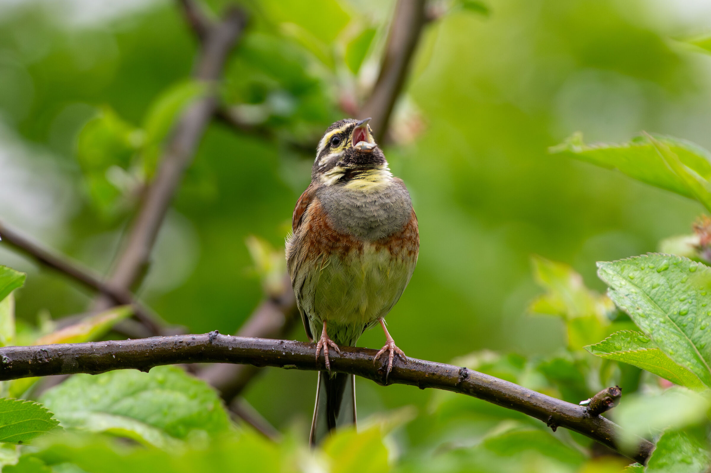 Cirl bunting