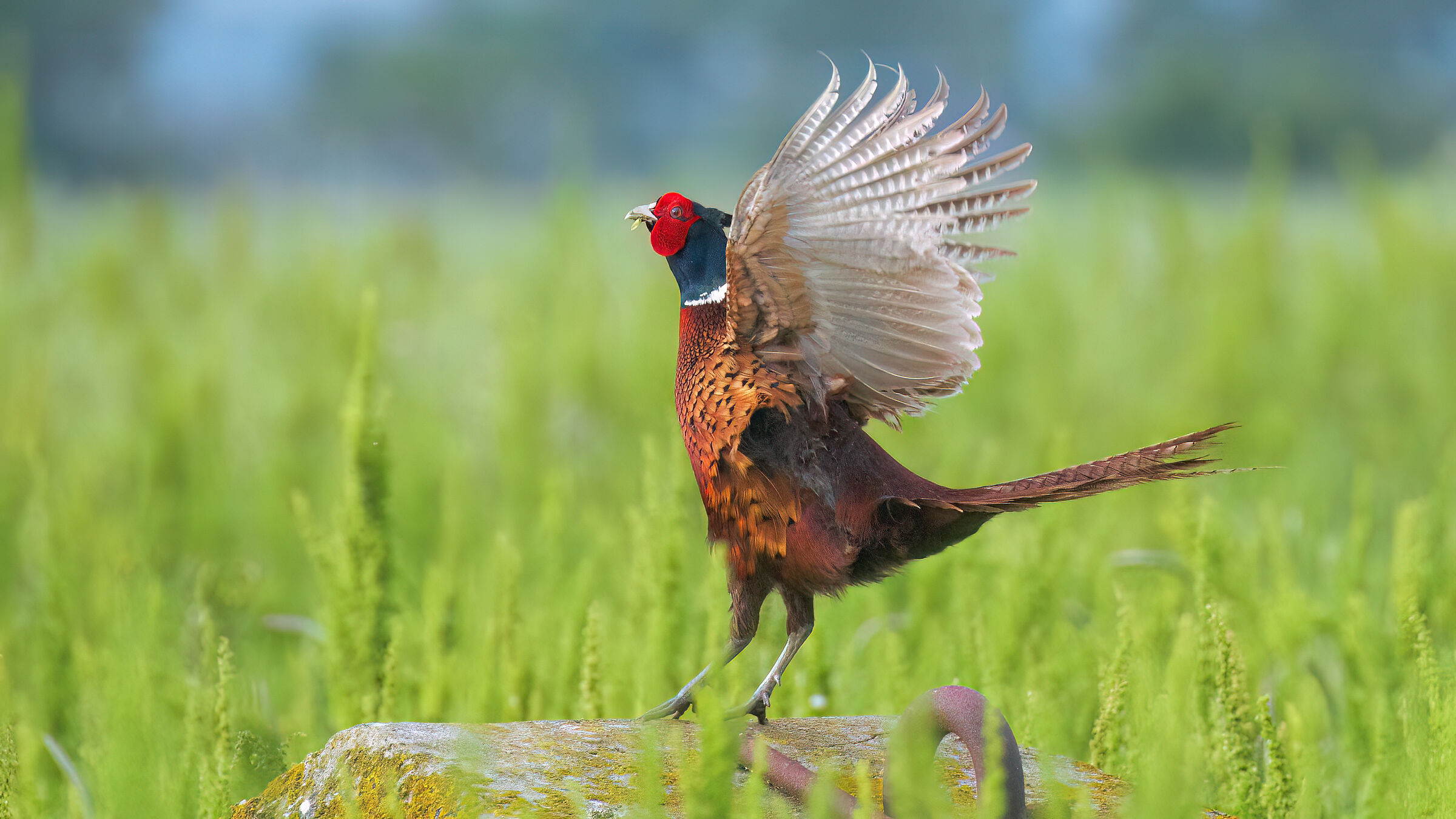 the song of the Pheasant