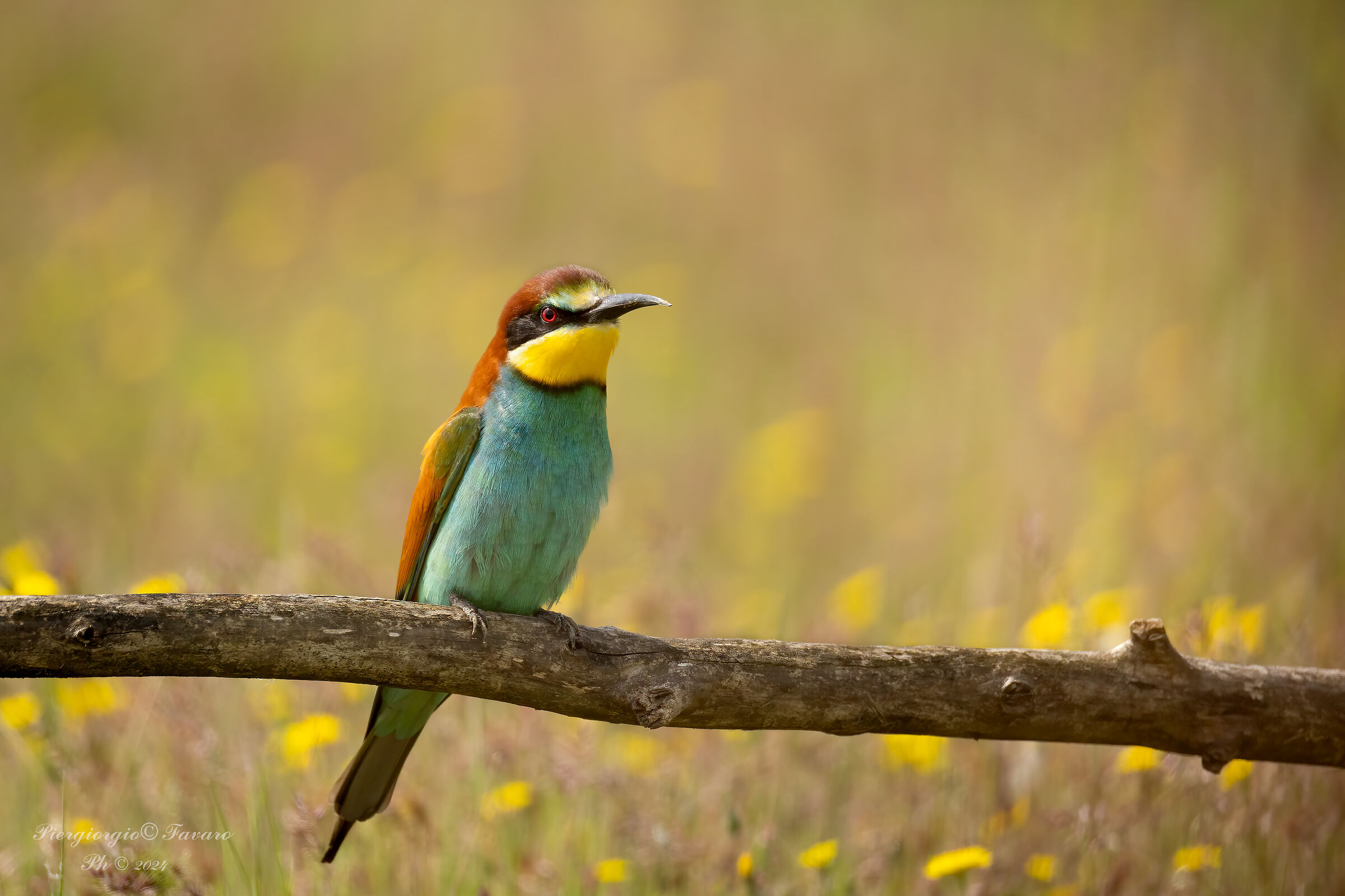 Bee-eater.