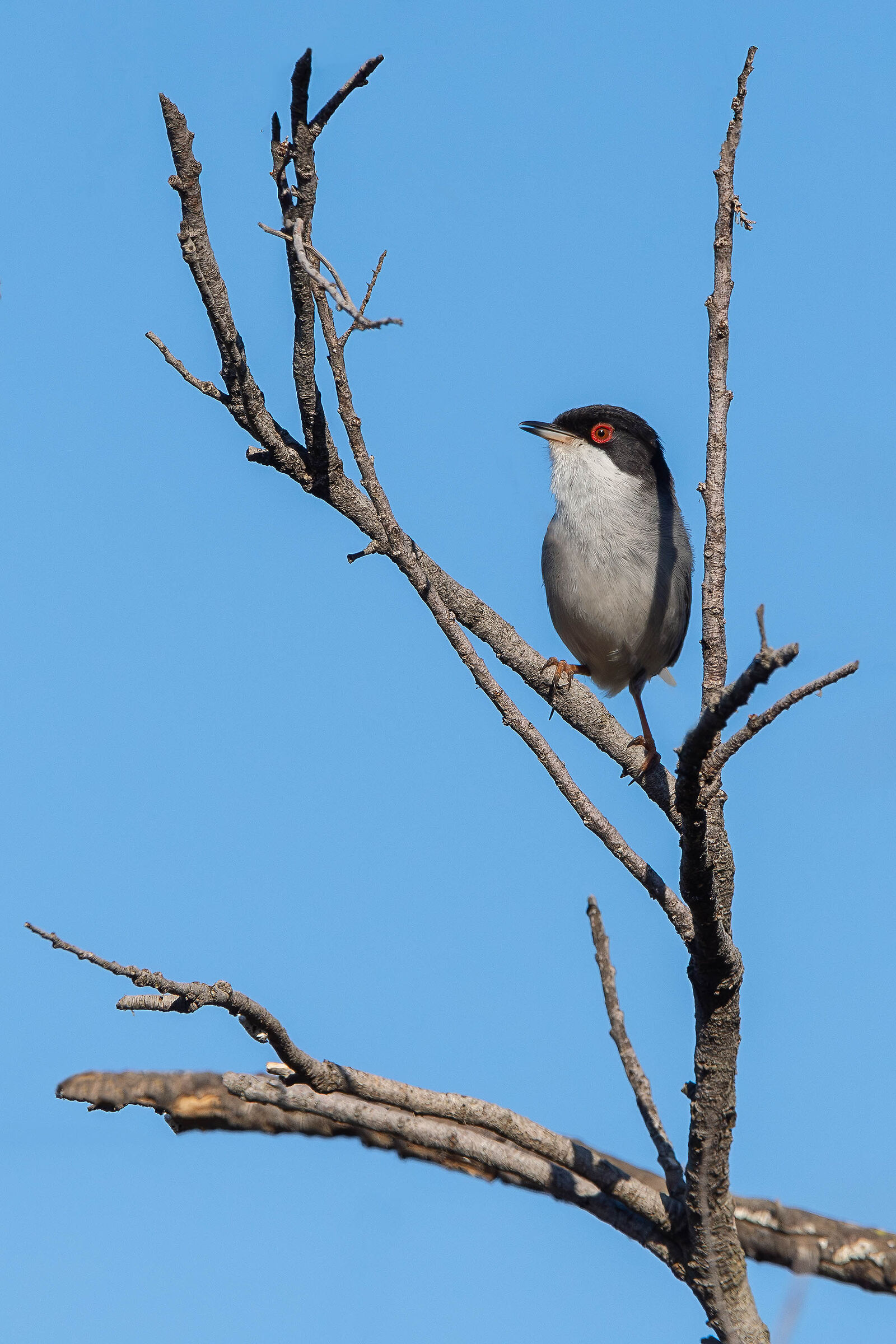Sardinian warbler