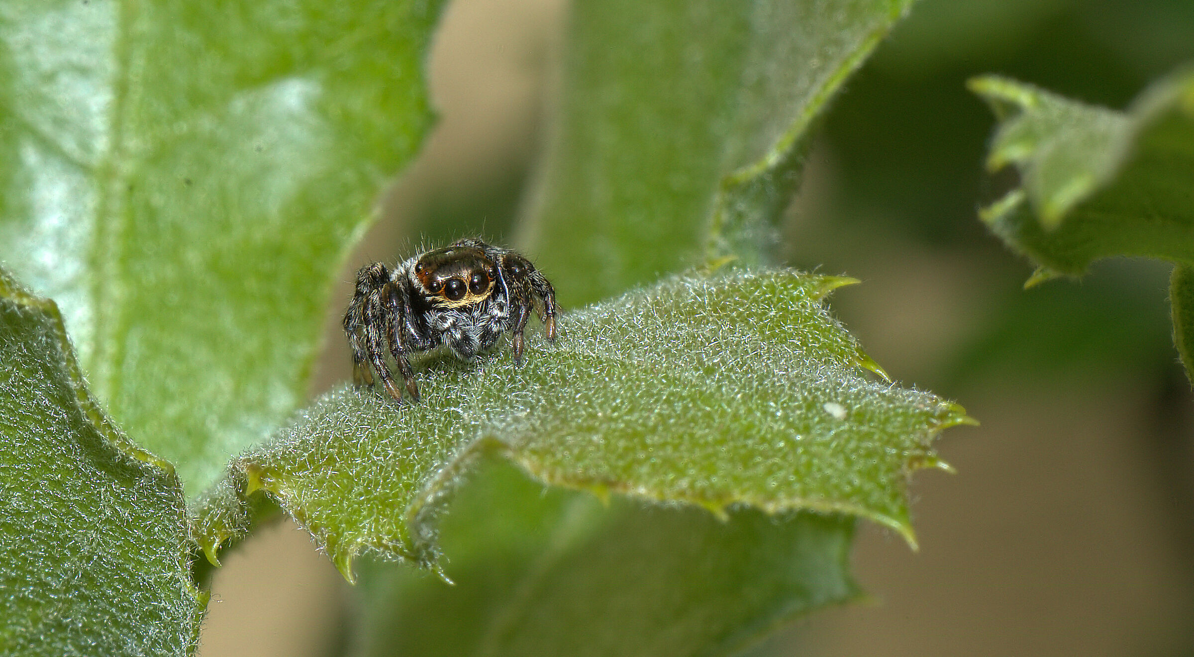 Salticidae