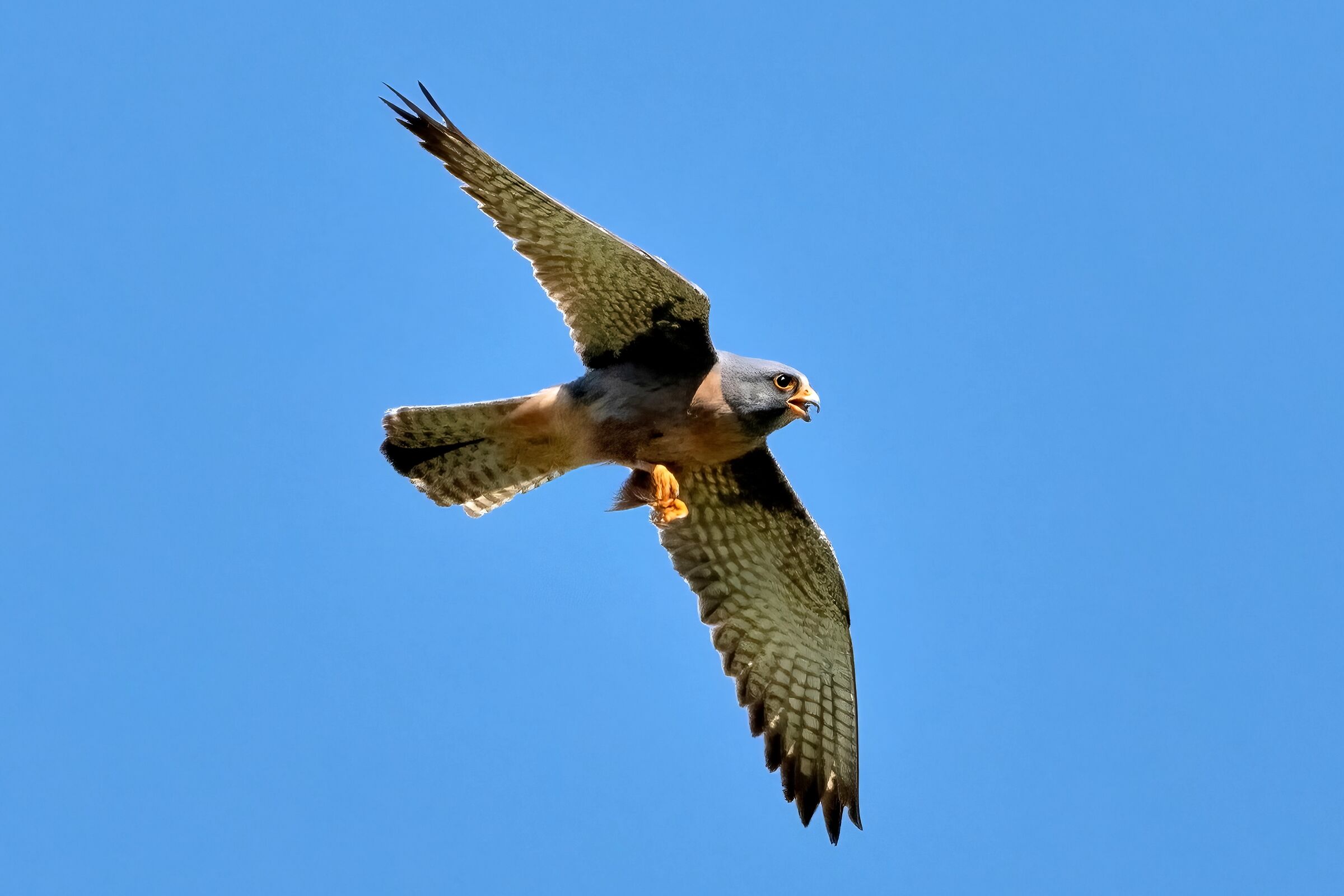 Falco cuculo (Falco vespertinus )