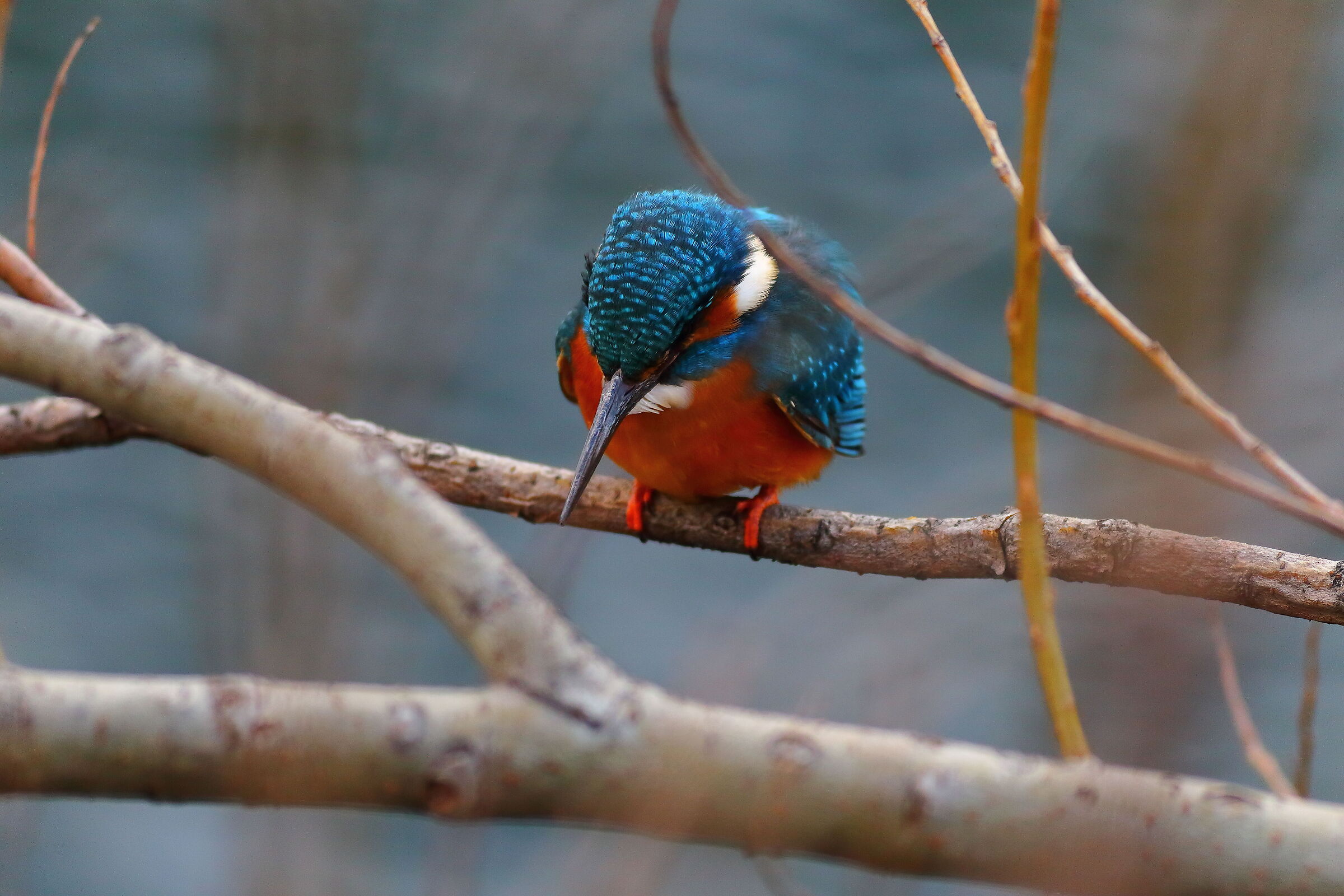 Kingfisher February 25, 2024- 6804