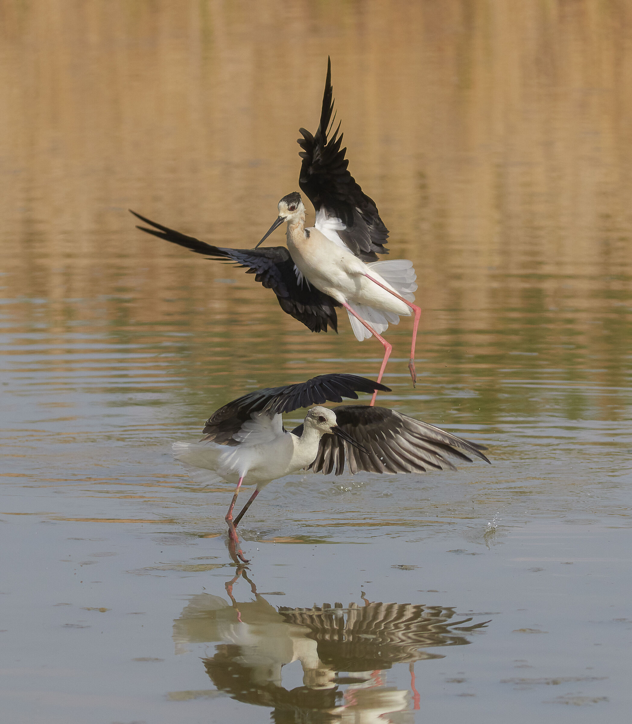 Discussion between knights of Italy