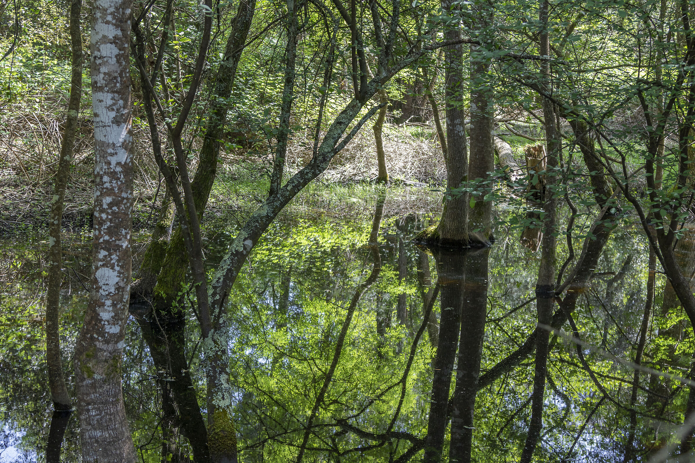 Reflections