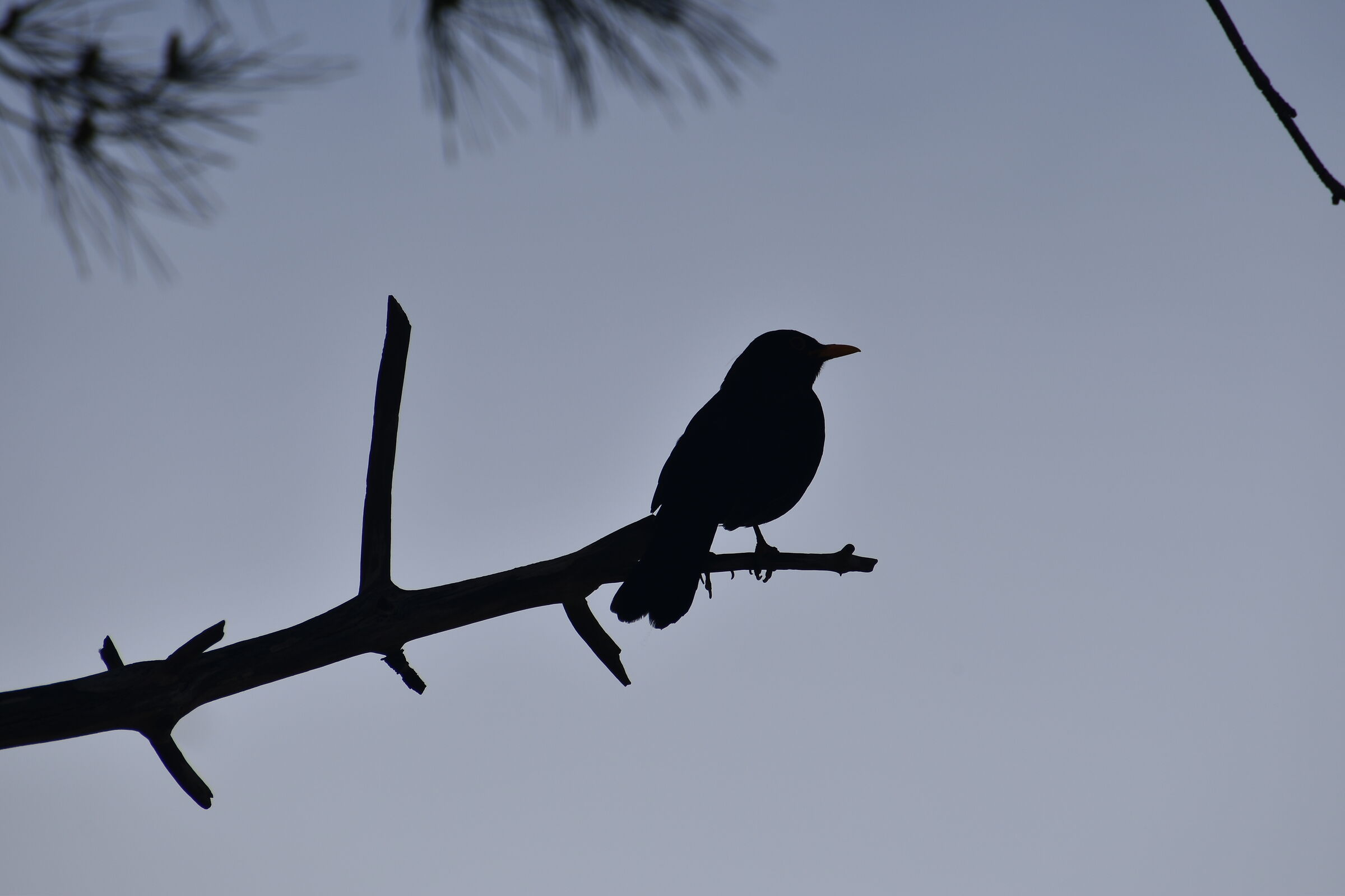 "I made it black..."