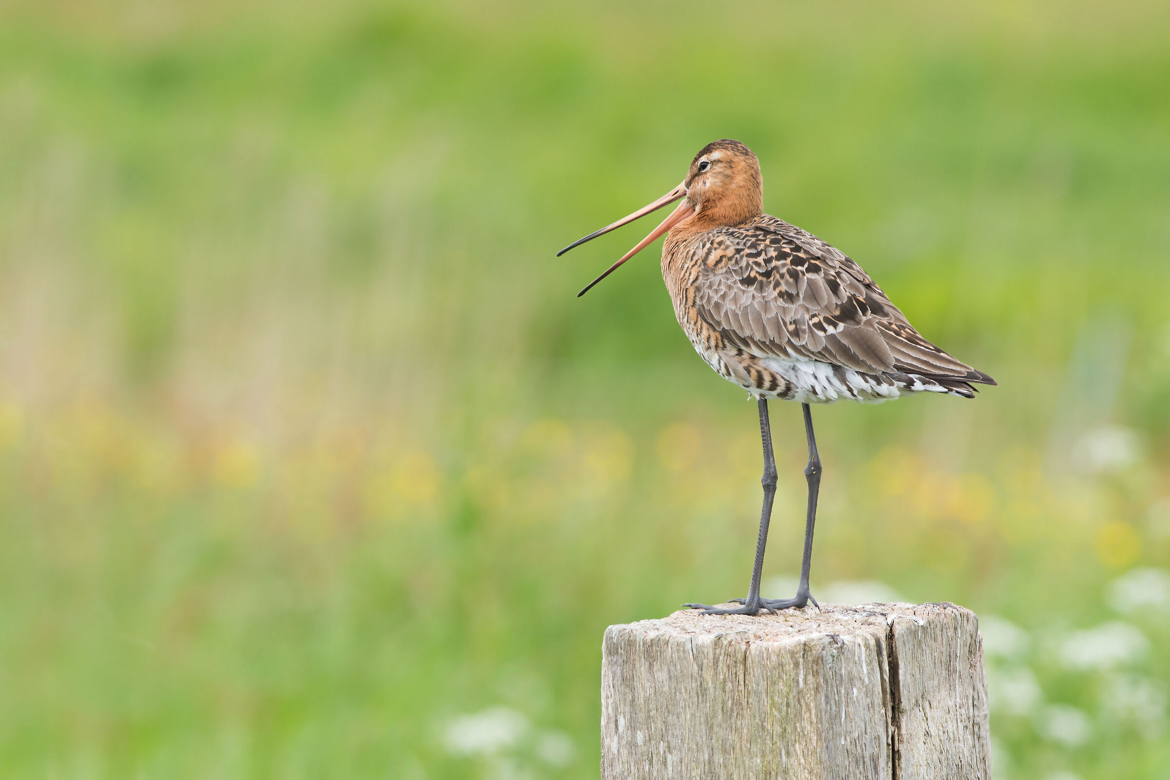 Sta arrivando un corvo