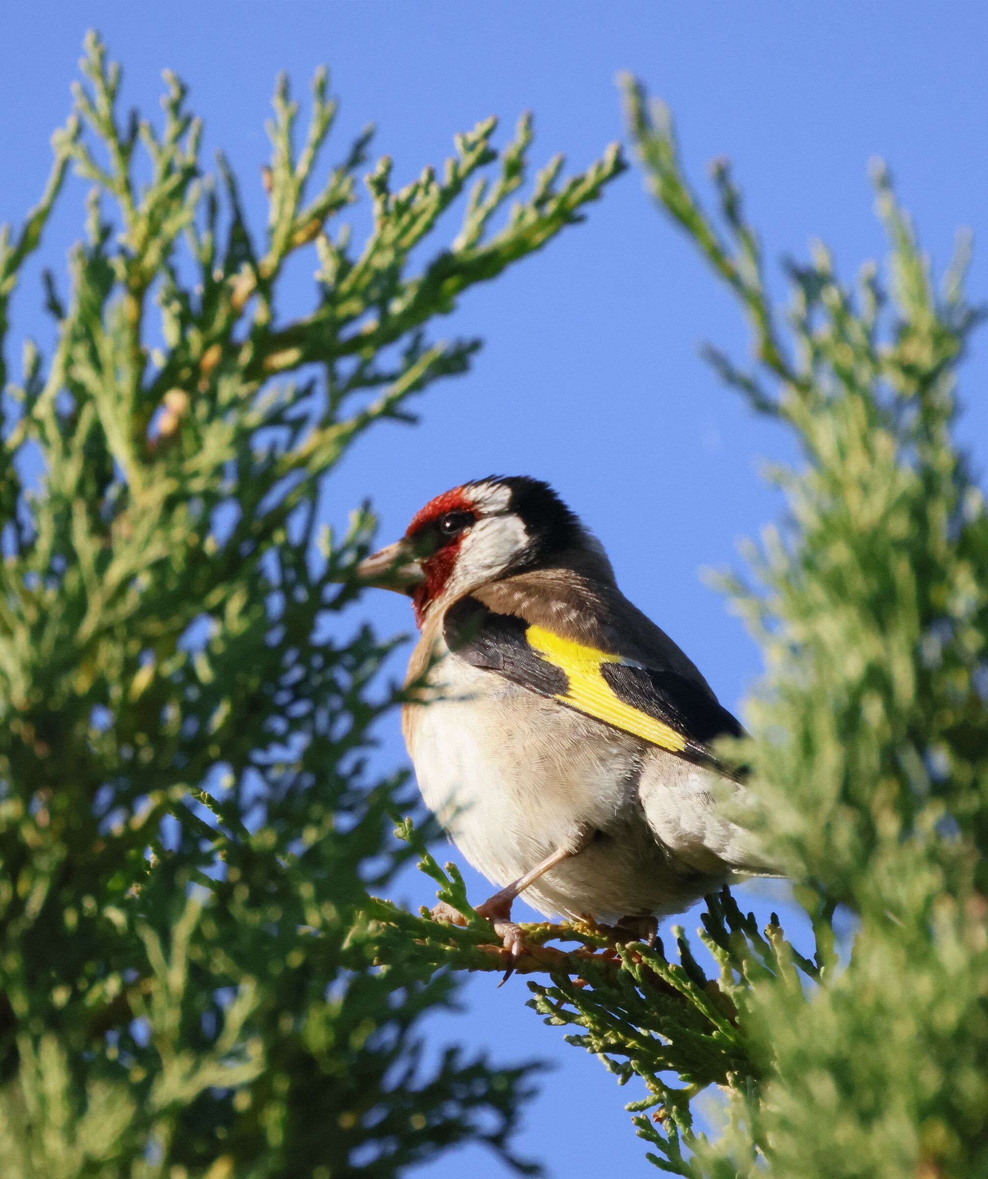 Cardellino 1