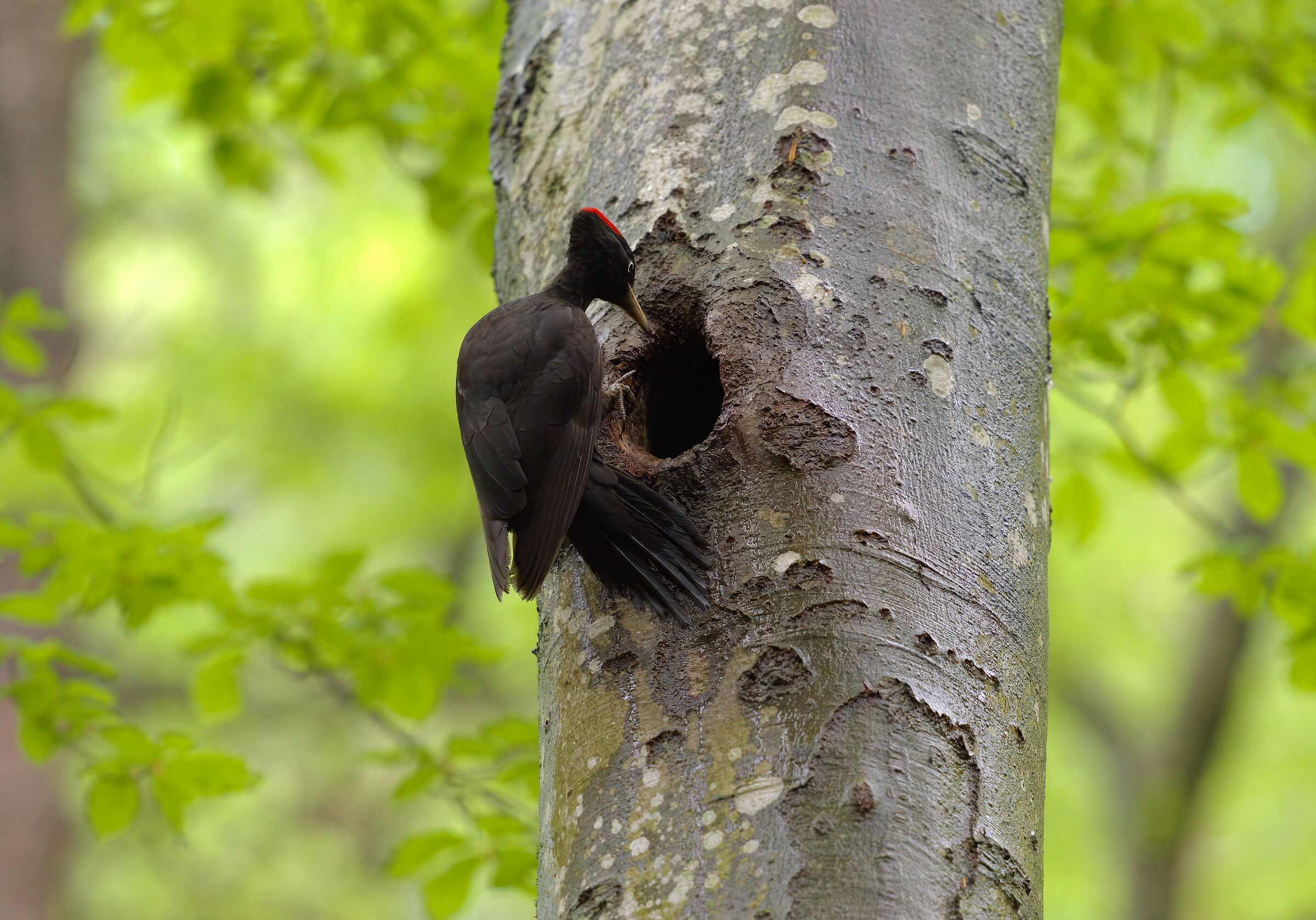 femmina di picchio nero