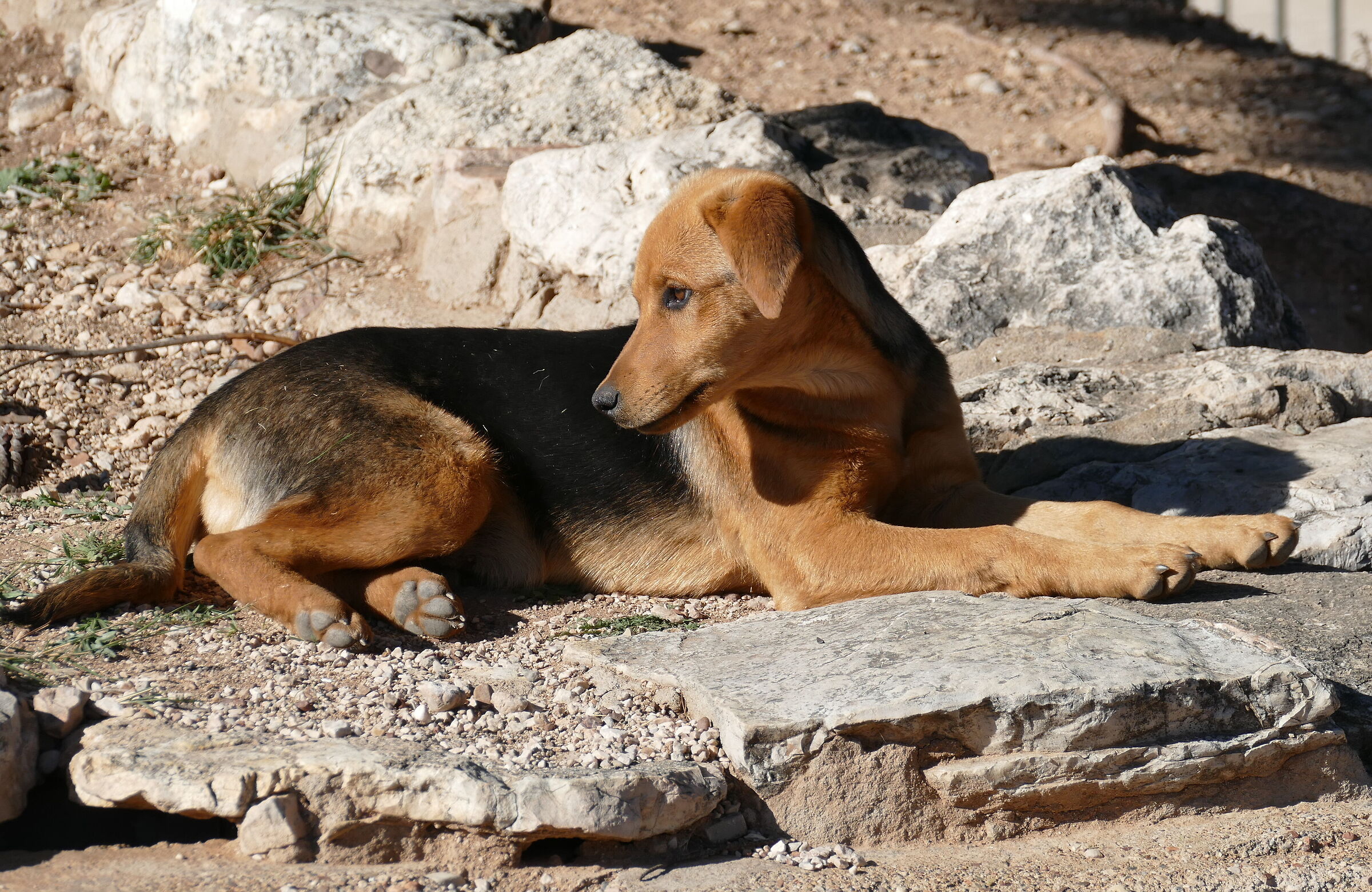 Giovane randagino.....