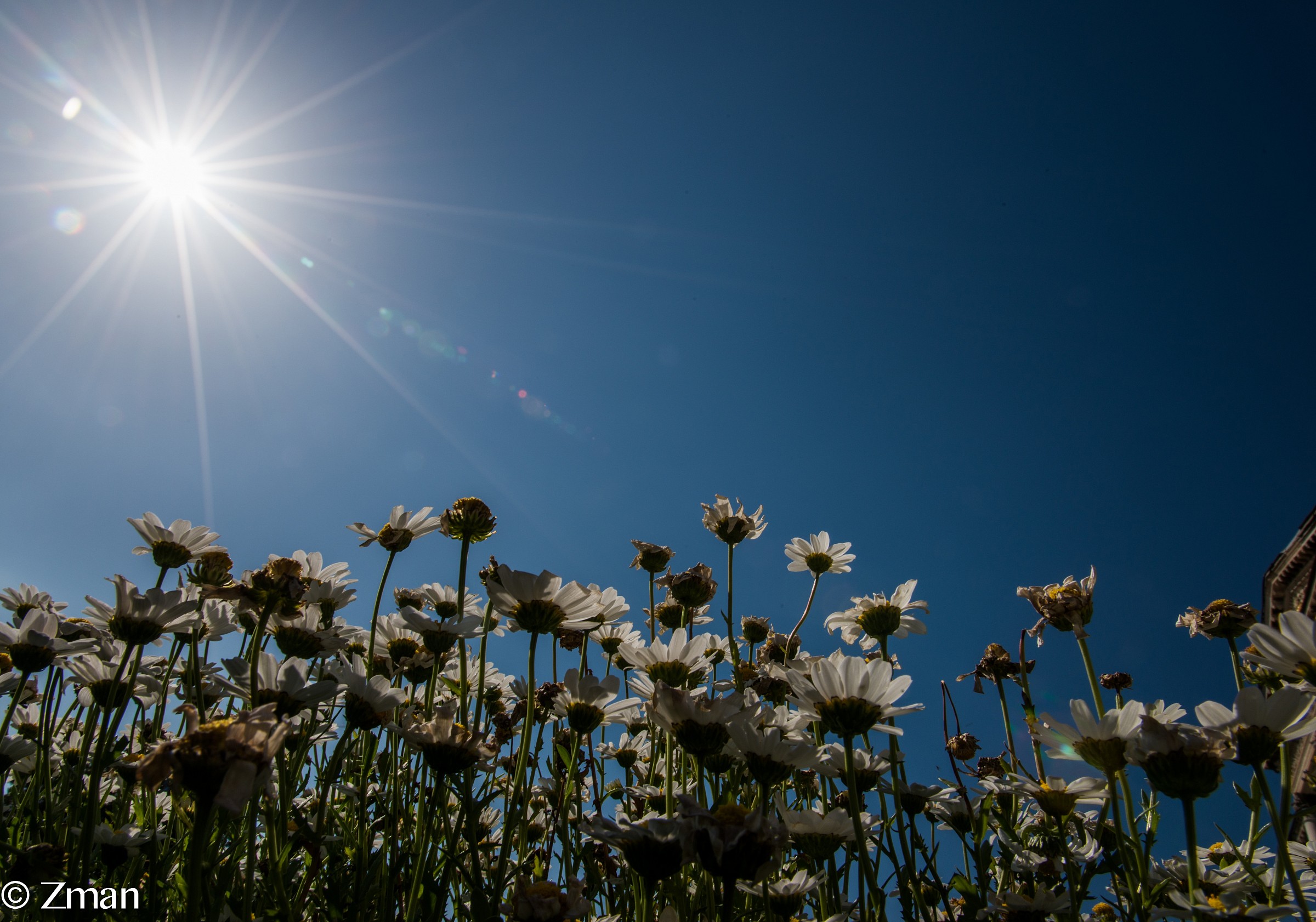 White Flowers in The Royal Garden at Dolmabache Palace