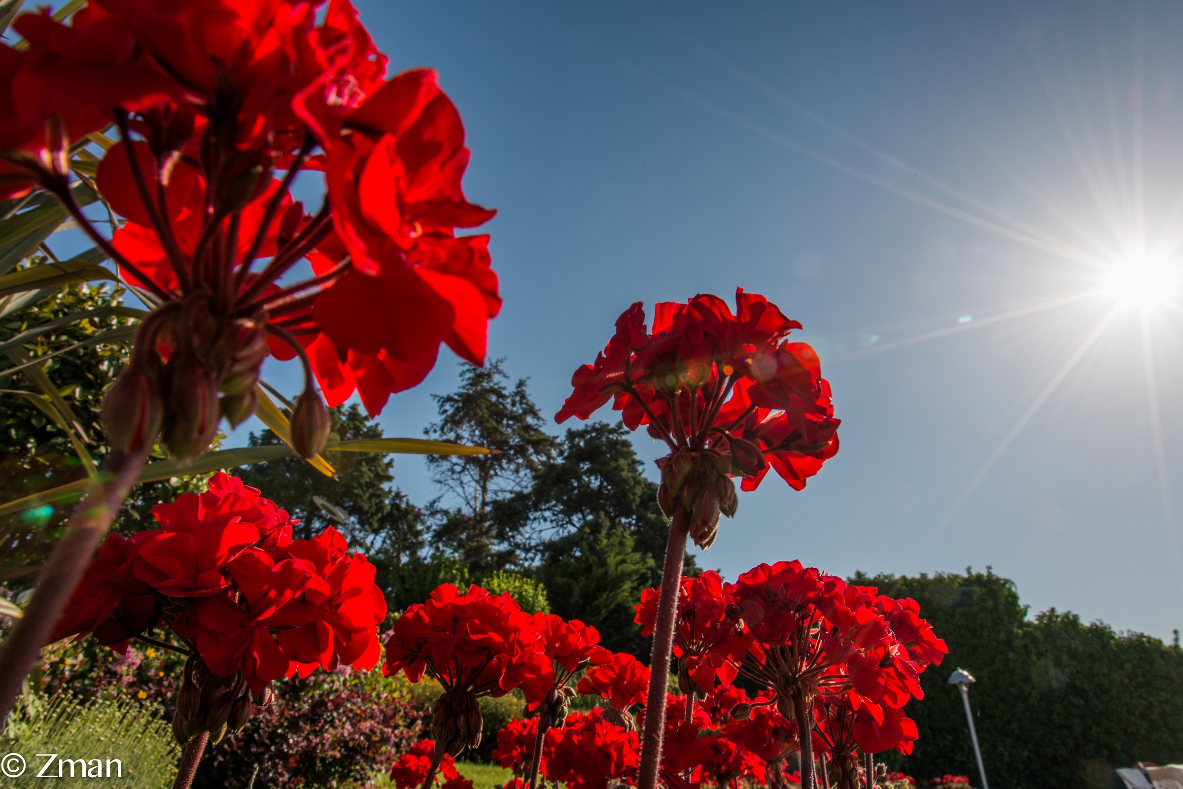 The Royal Garden at Ciragan Palace
