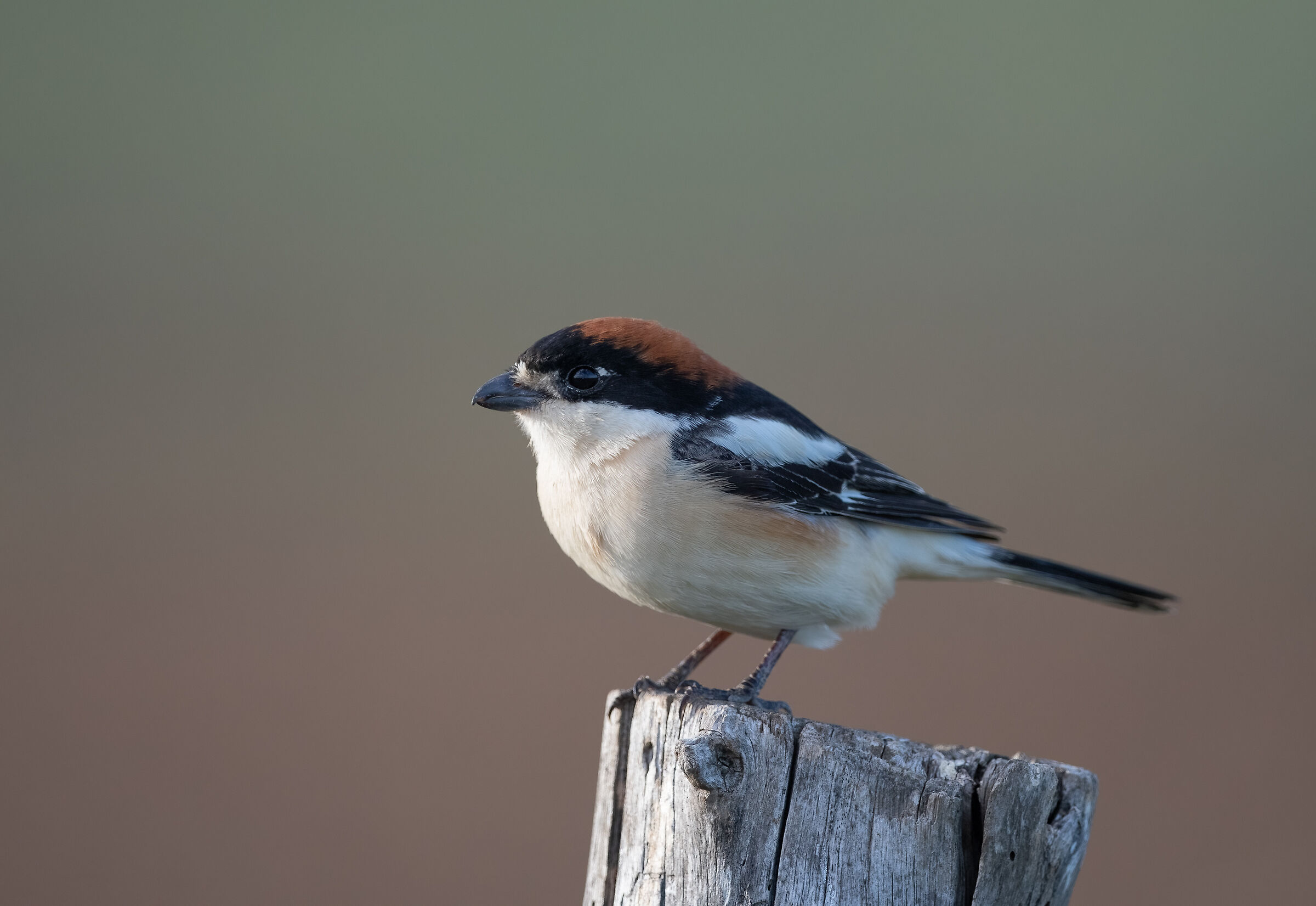 woodchat shrike