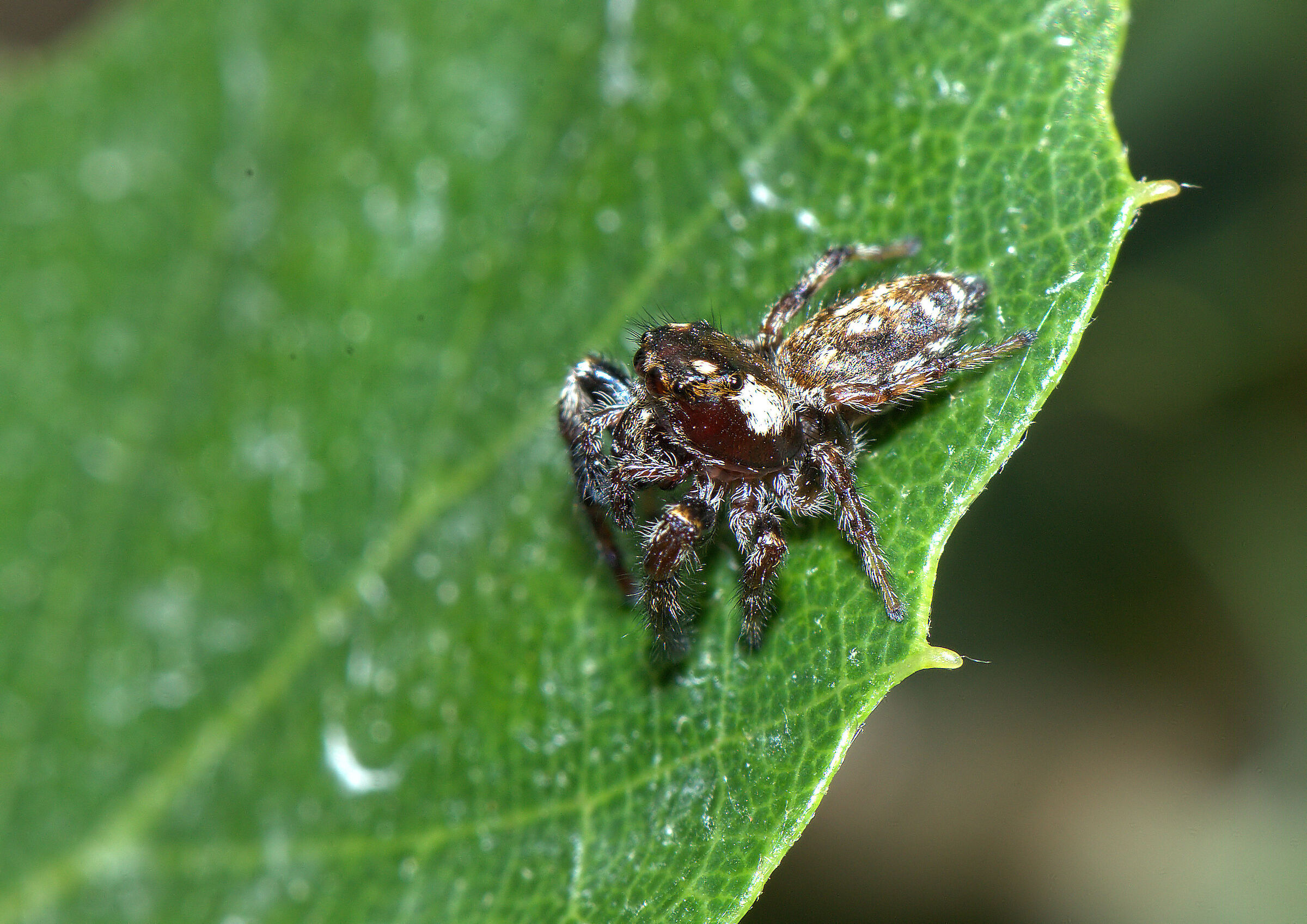 Salticidae
