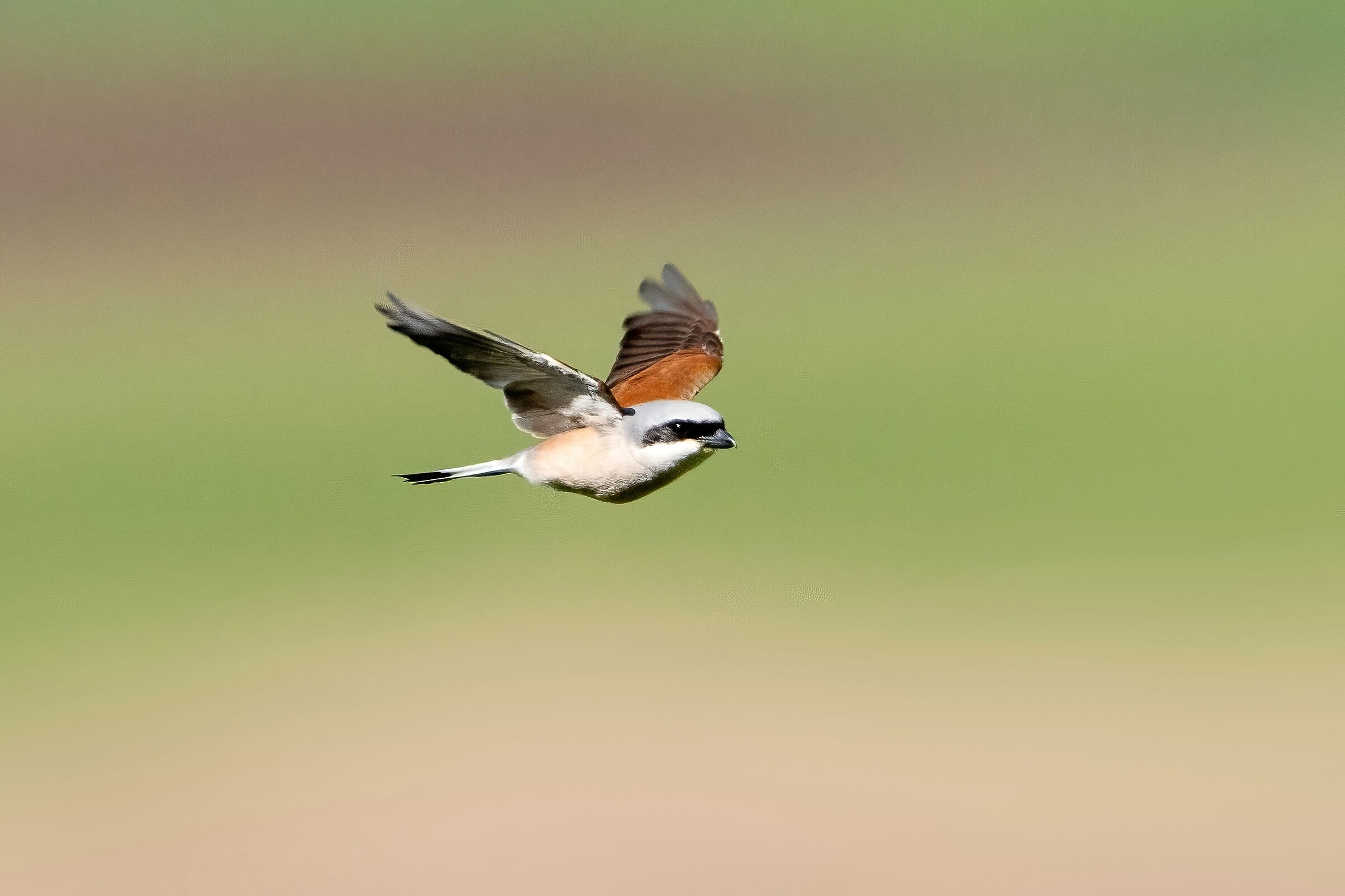 Averla piccola (Lanius collurio)