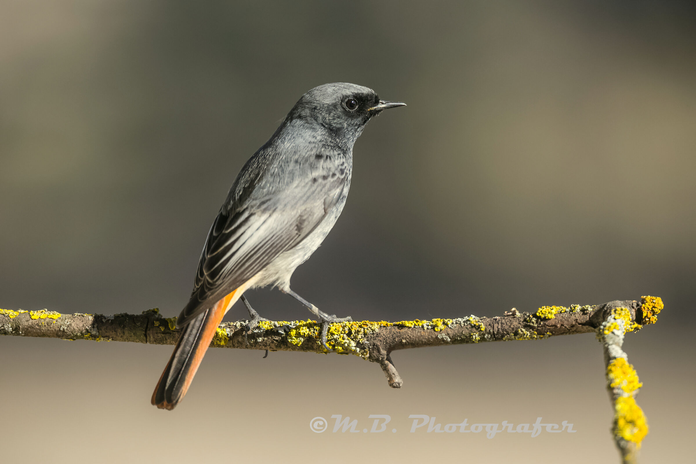 Redstart at sunset