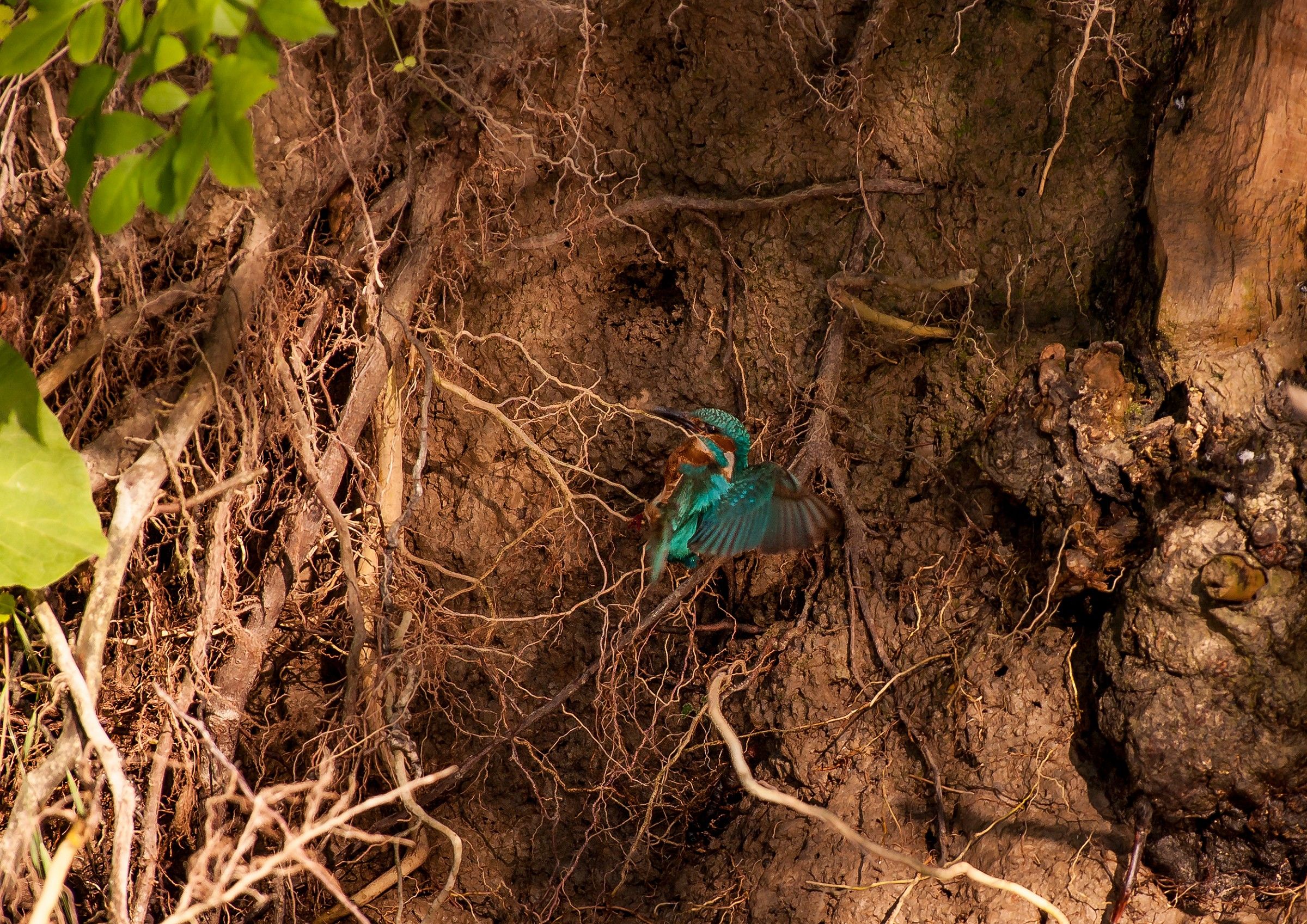 martinis at the nest 3