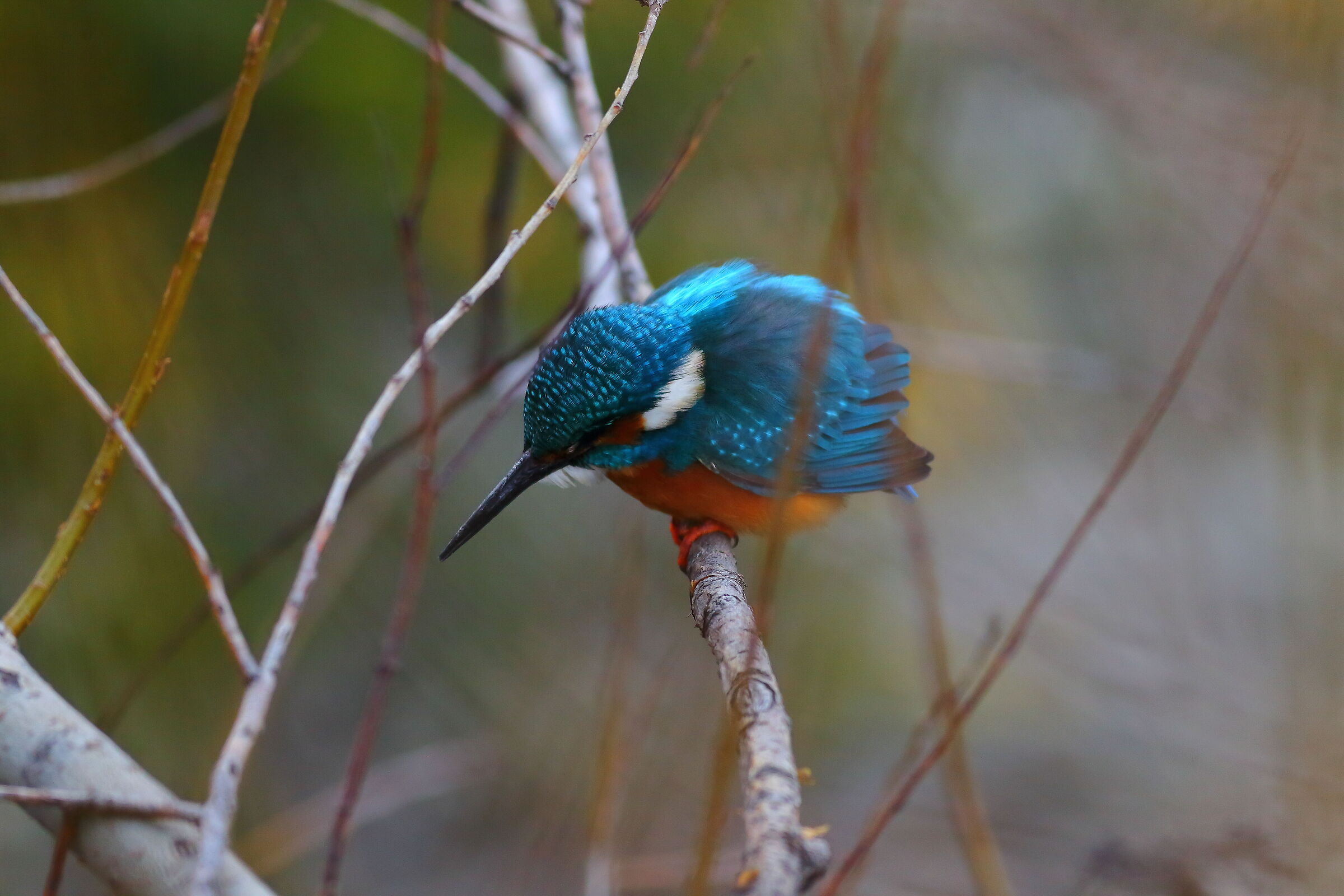 Kingfisher 25 February 2024 - 6845