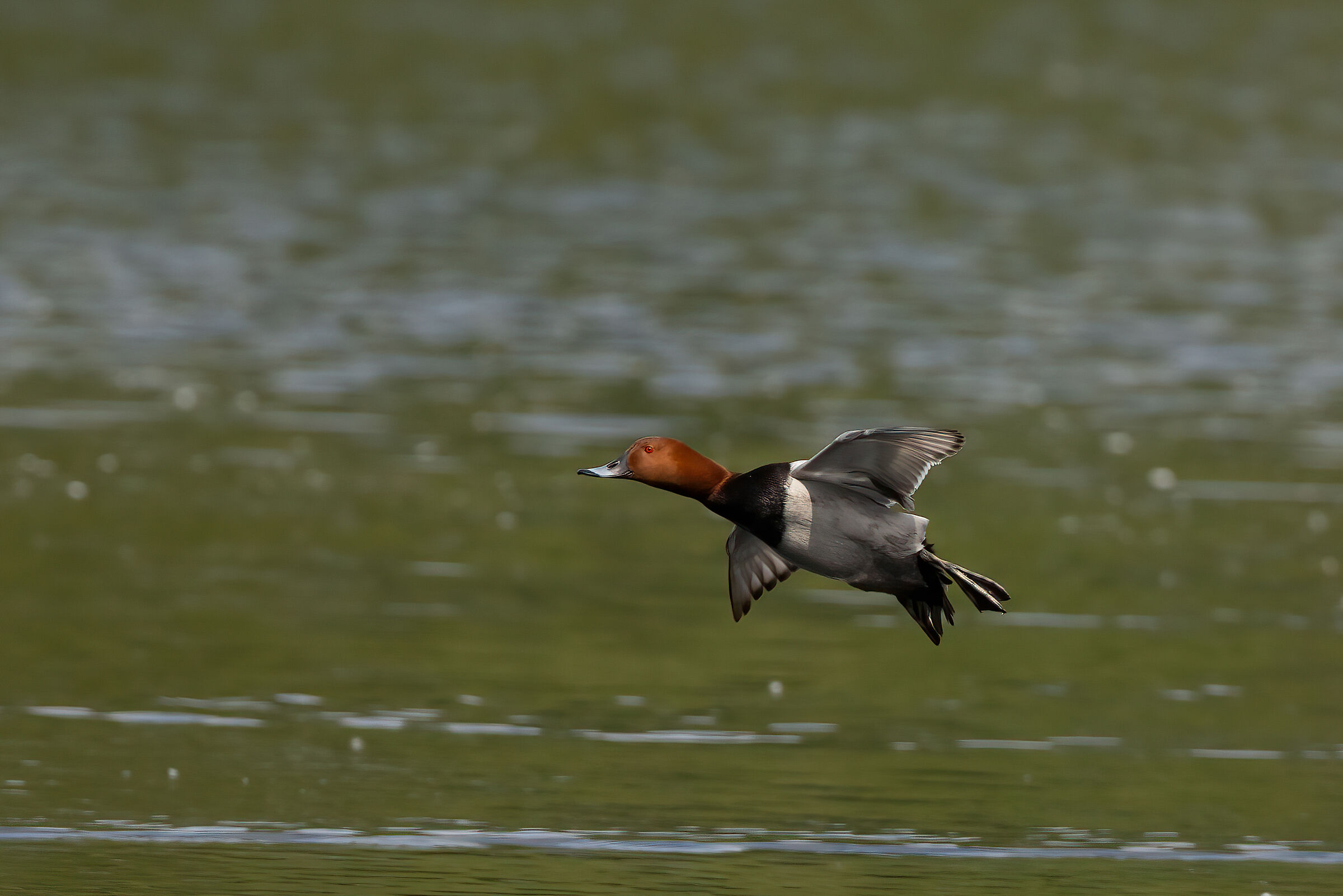 Moriglione in Brianza