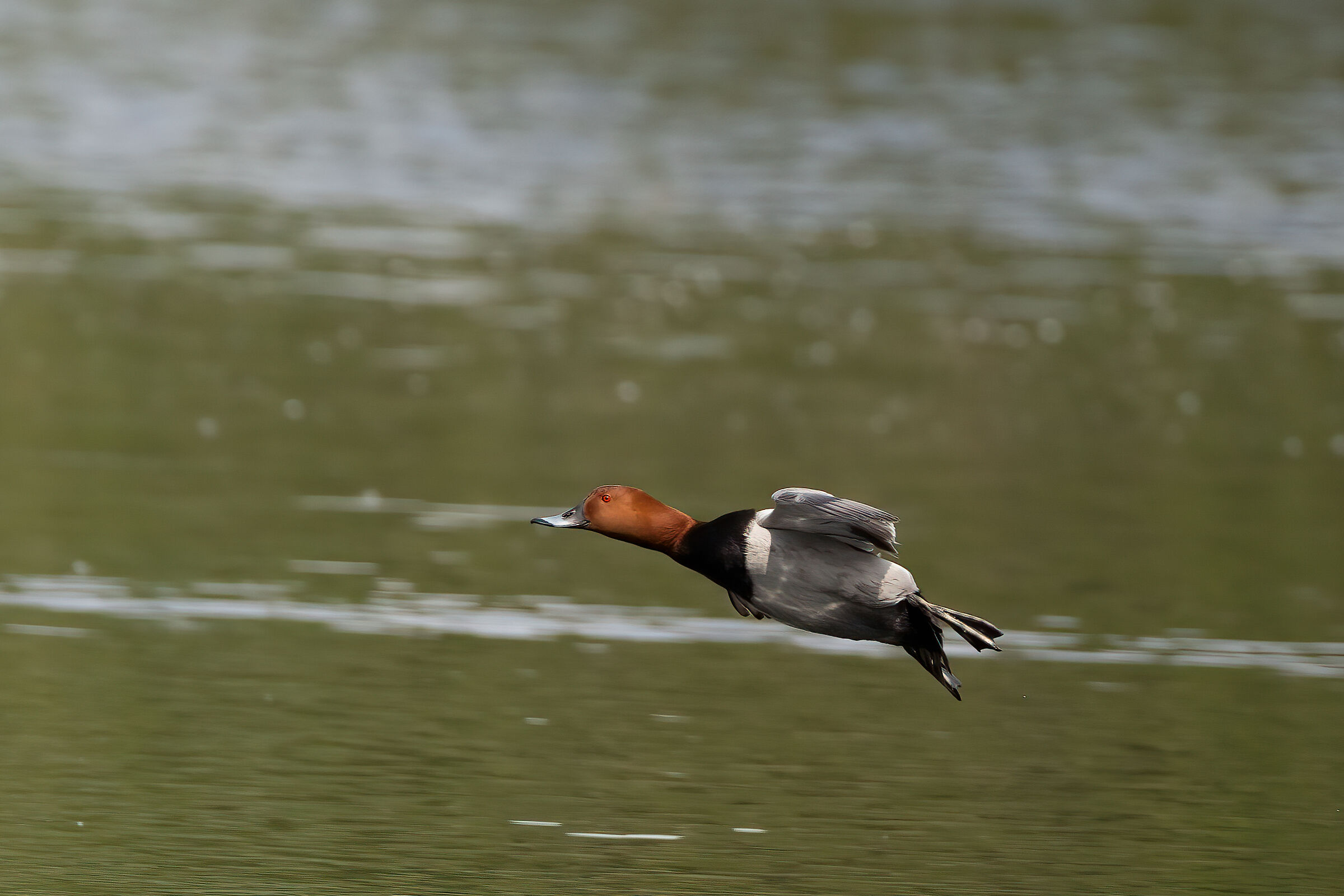 Moriglione in Brianza