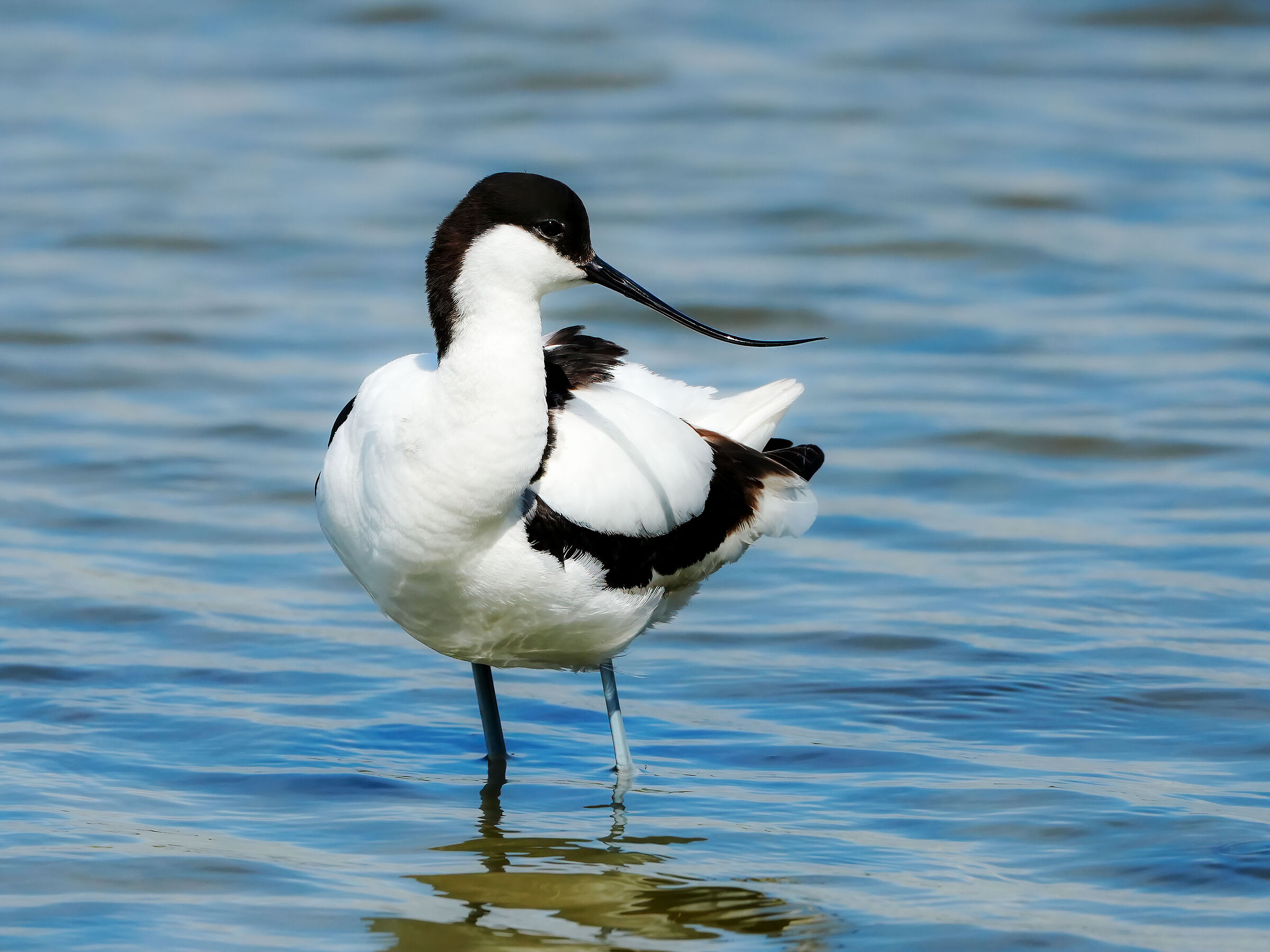 Avocetta