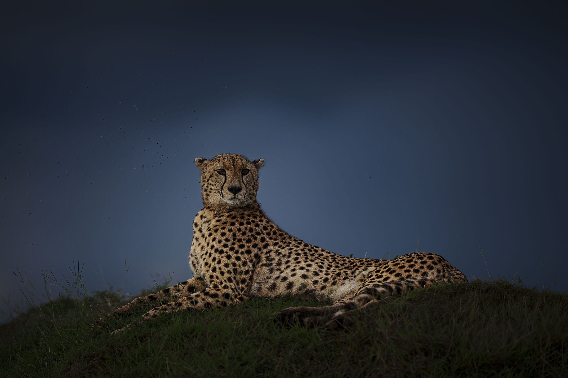 Cheetah