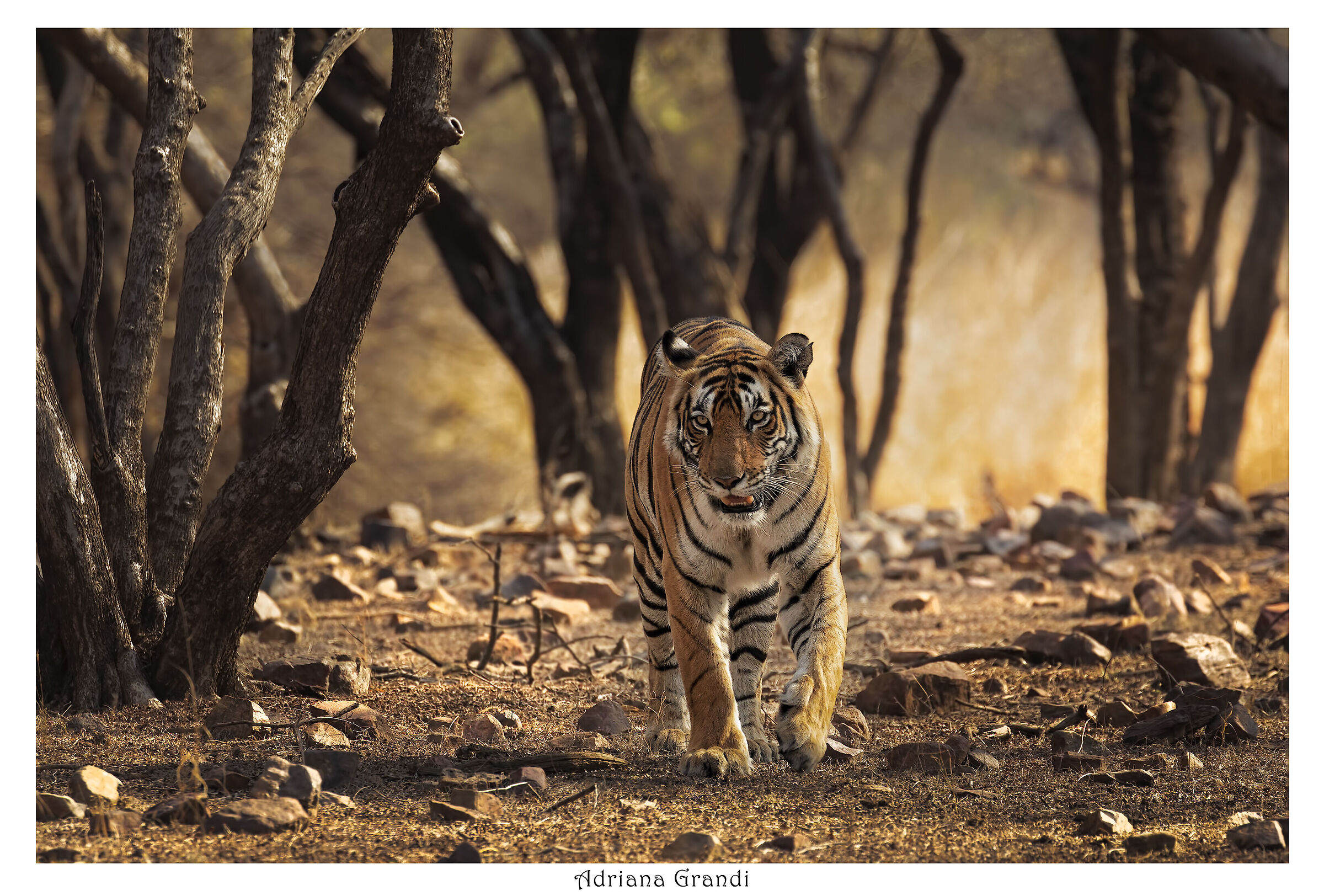 Tigress