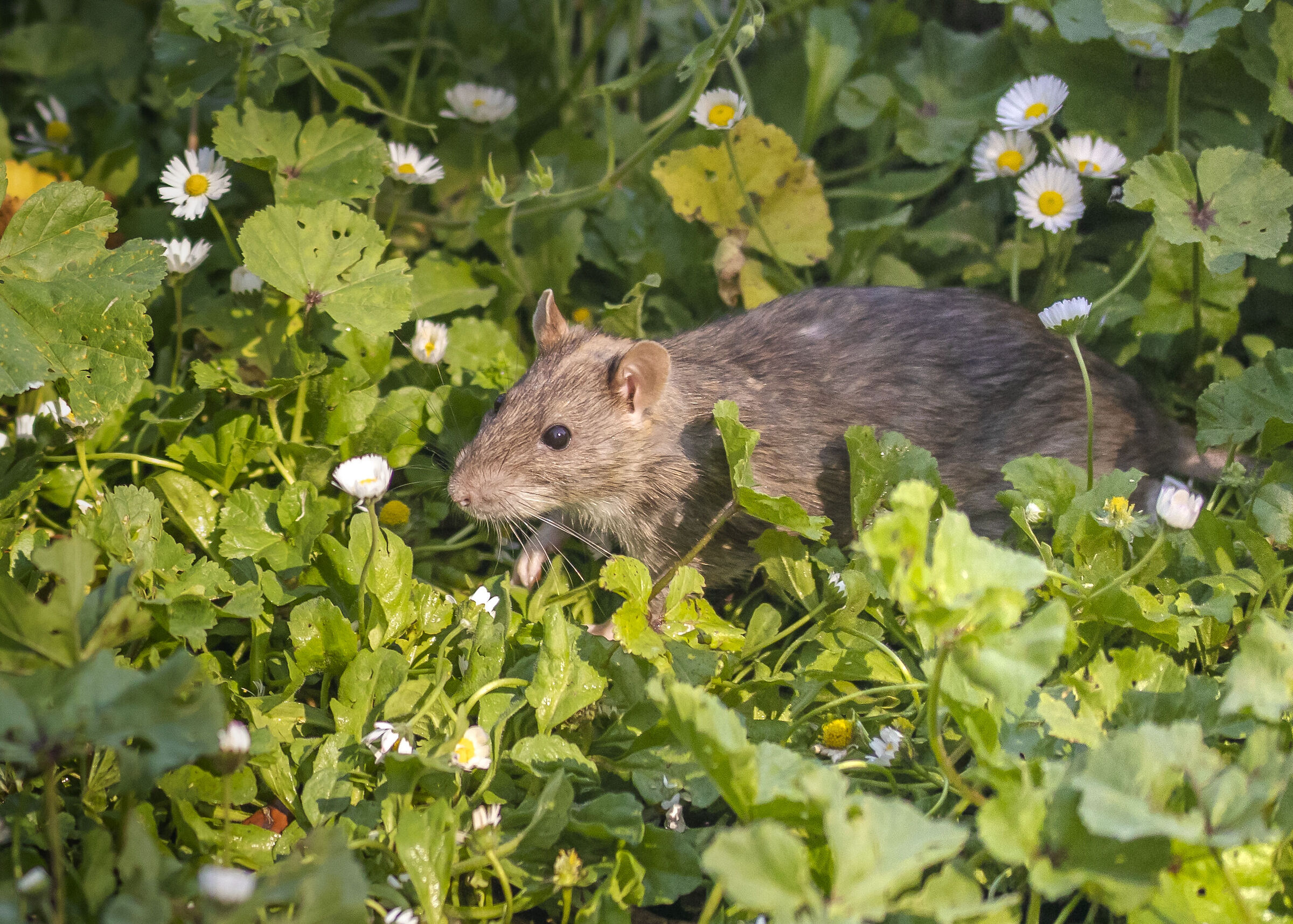 A prudent curiosity ...