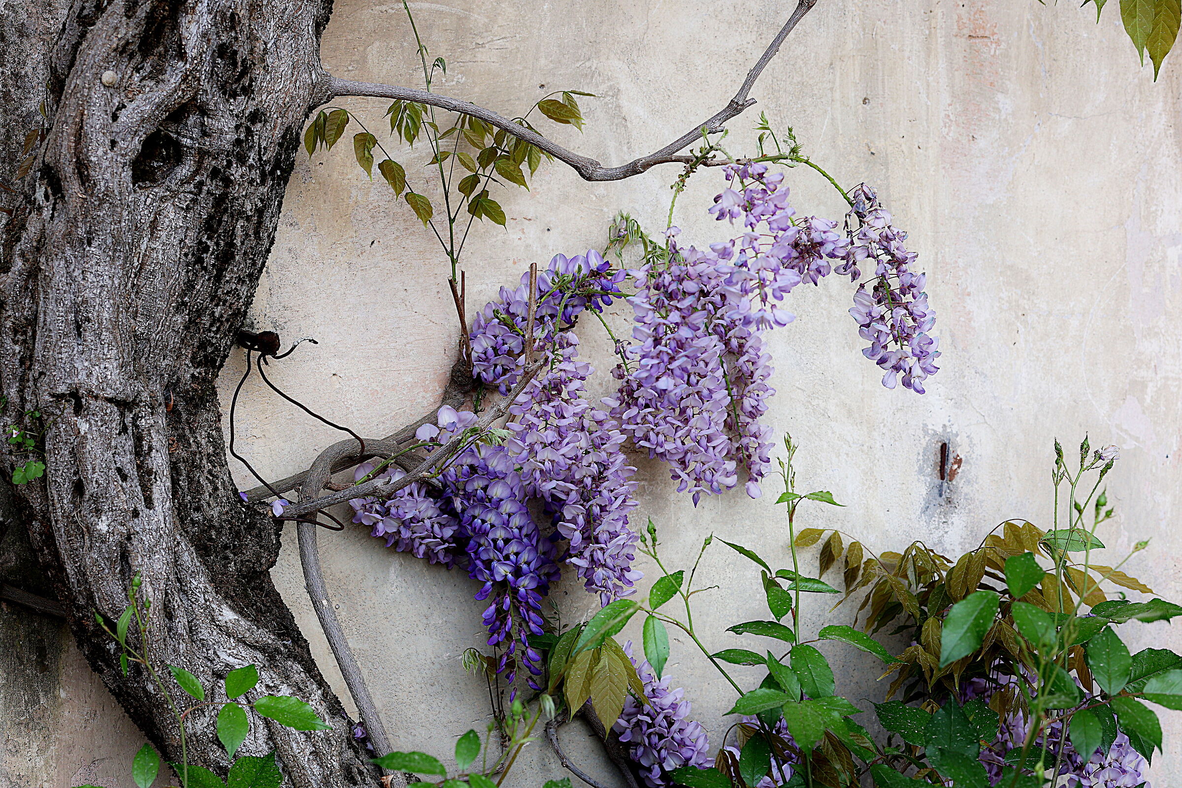 Wisteria